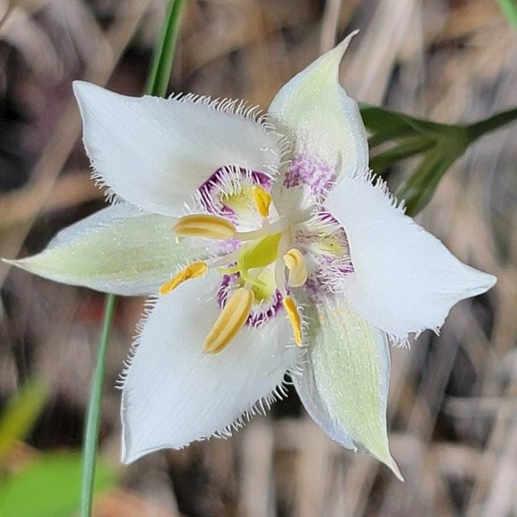 mariposa lily