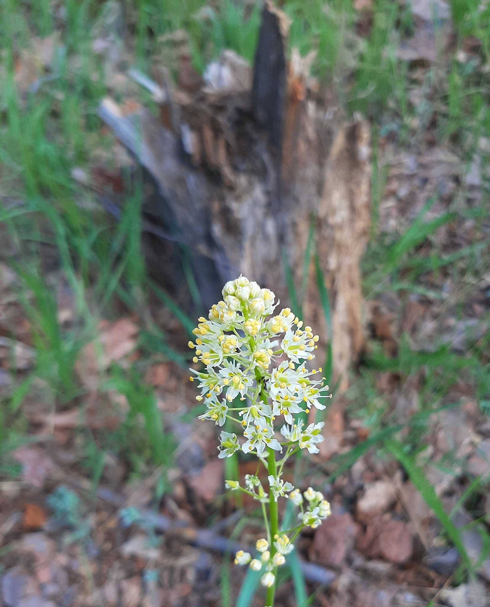 death camas