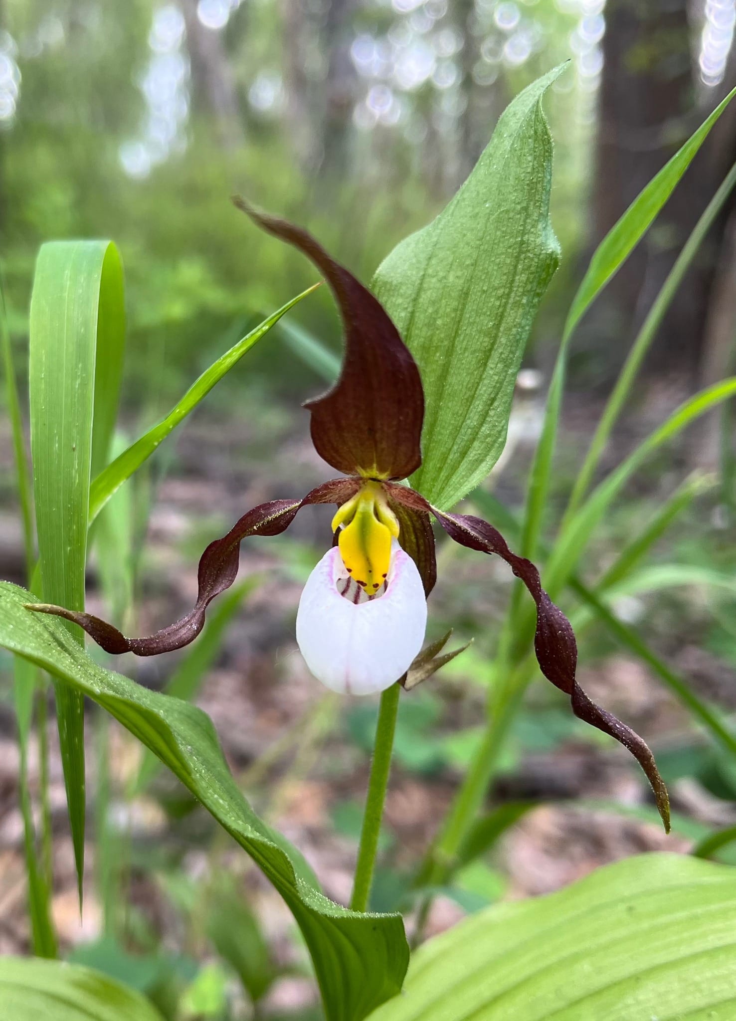 mountain lady's-slipper