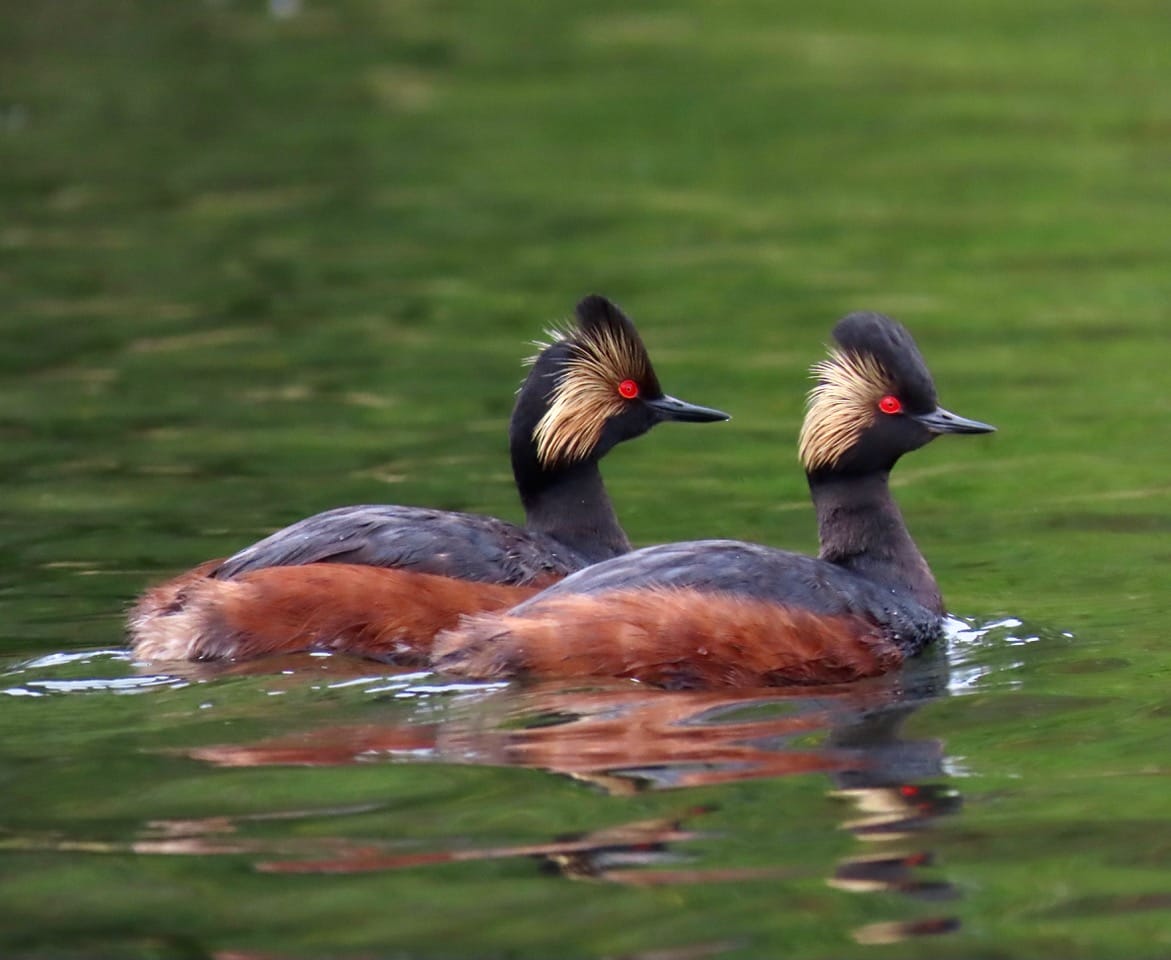 eared grebes