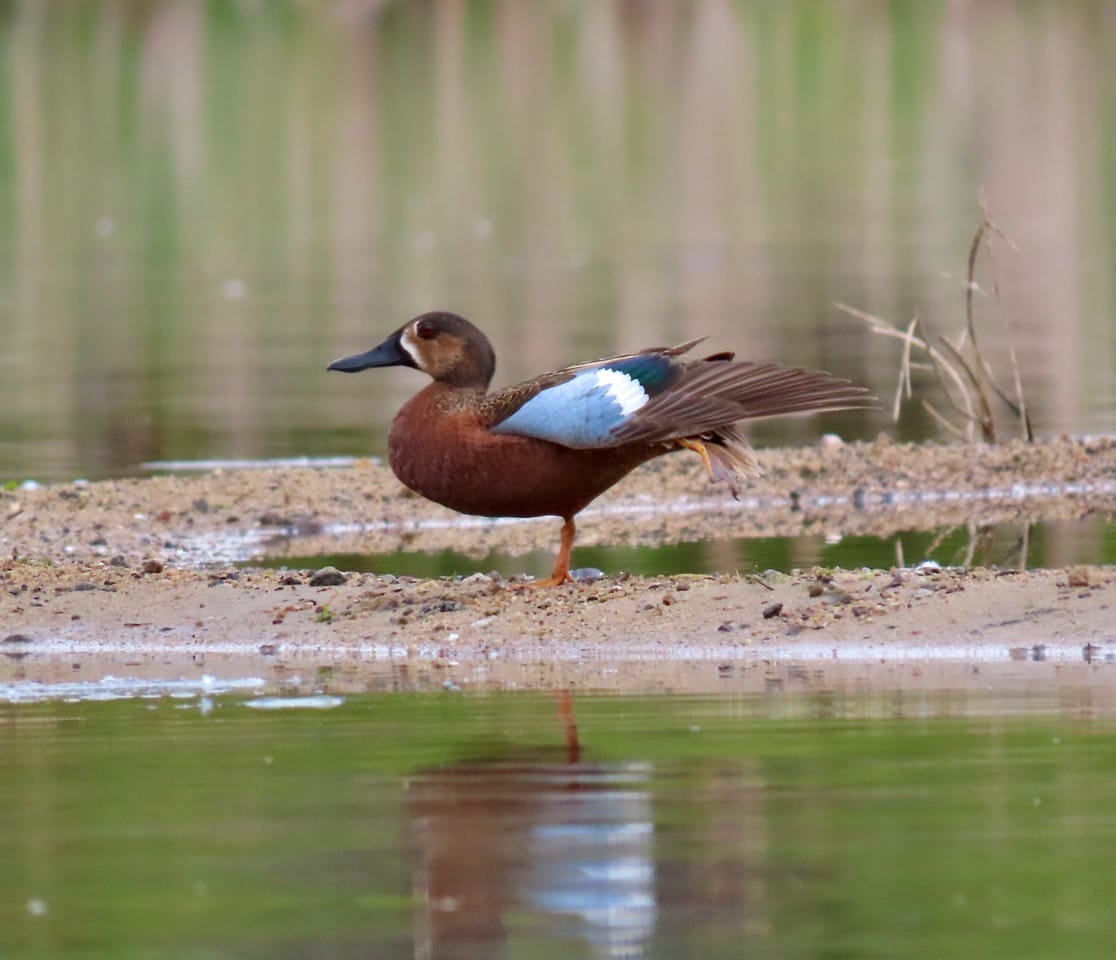 blue-winged teal