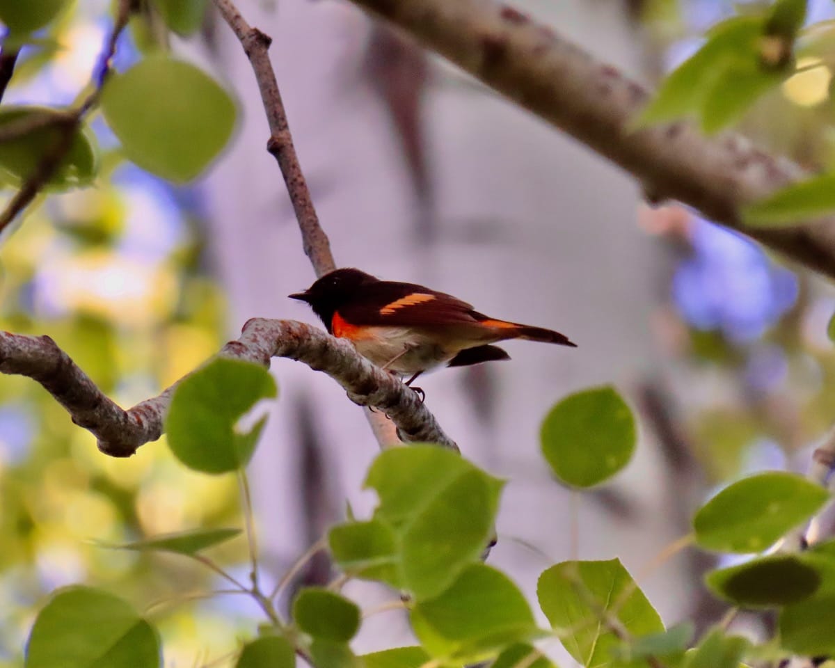 american redstart