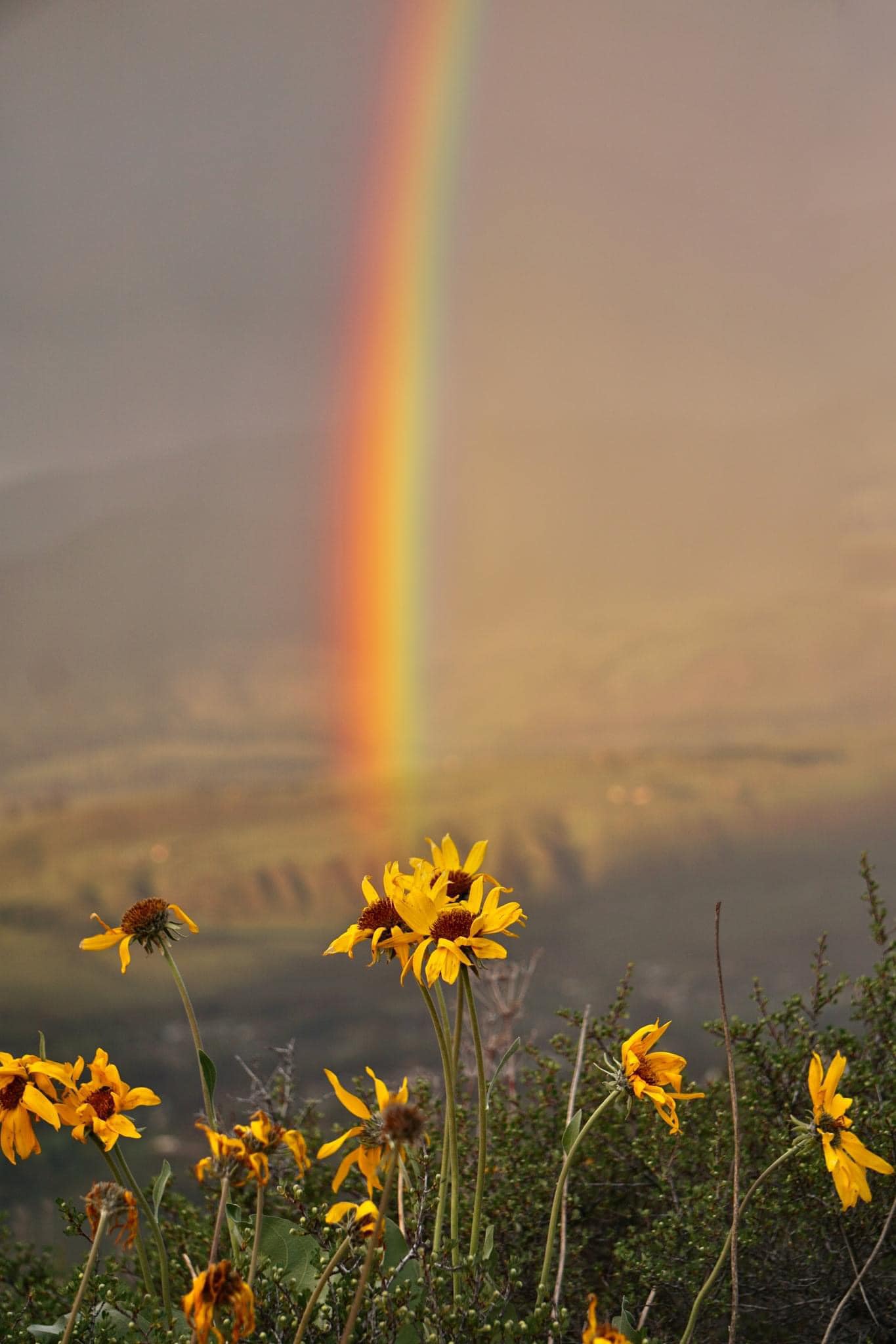rainbow and flowers