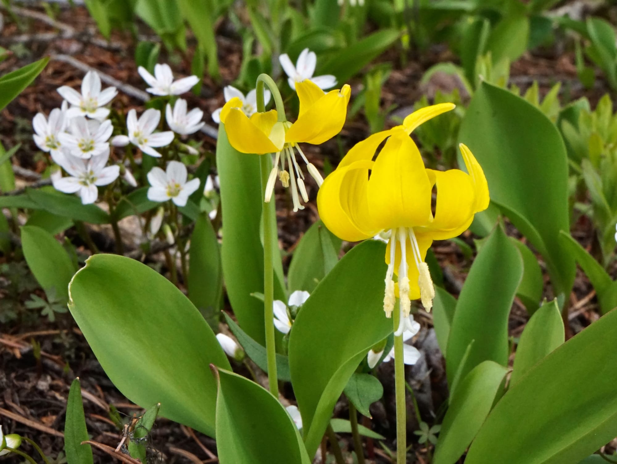glacier lily