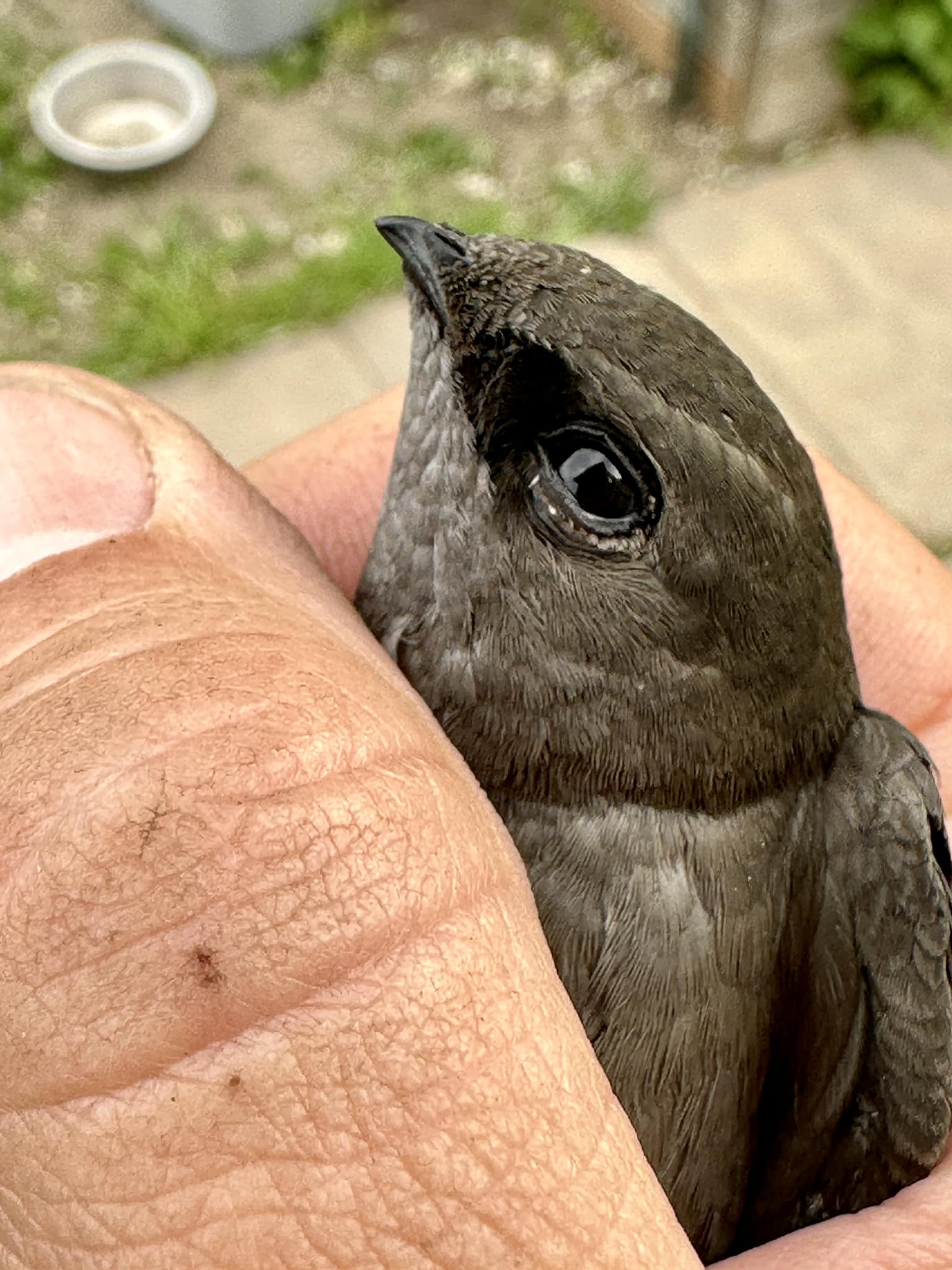 vaux's swift