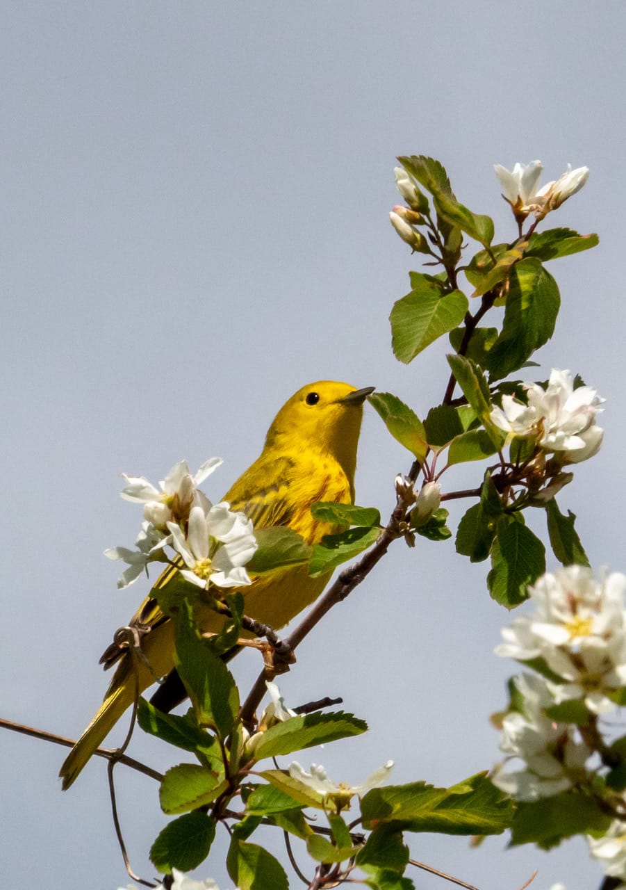 yellow warbler