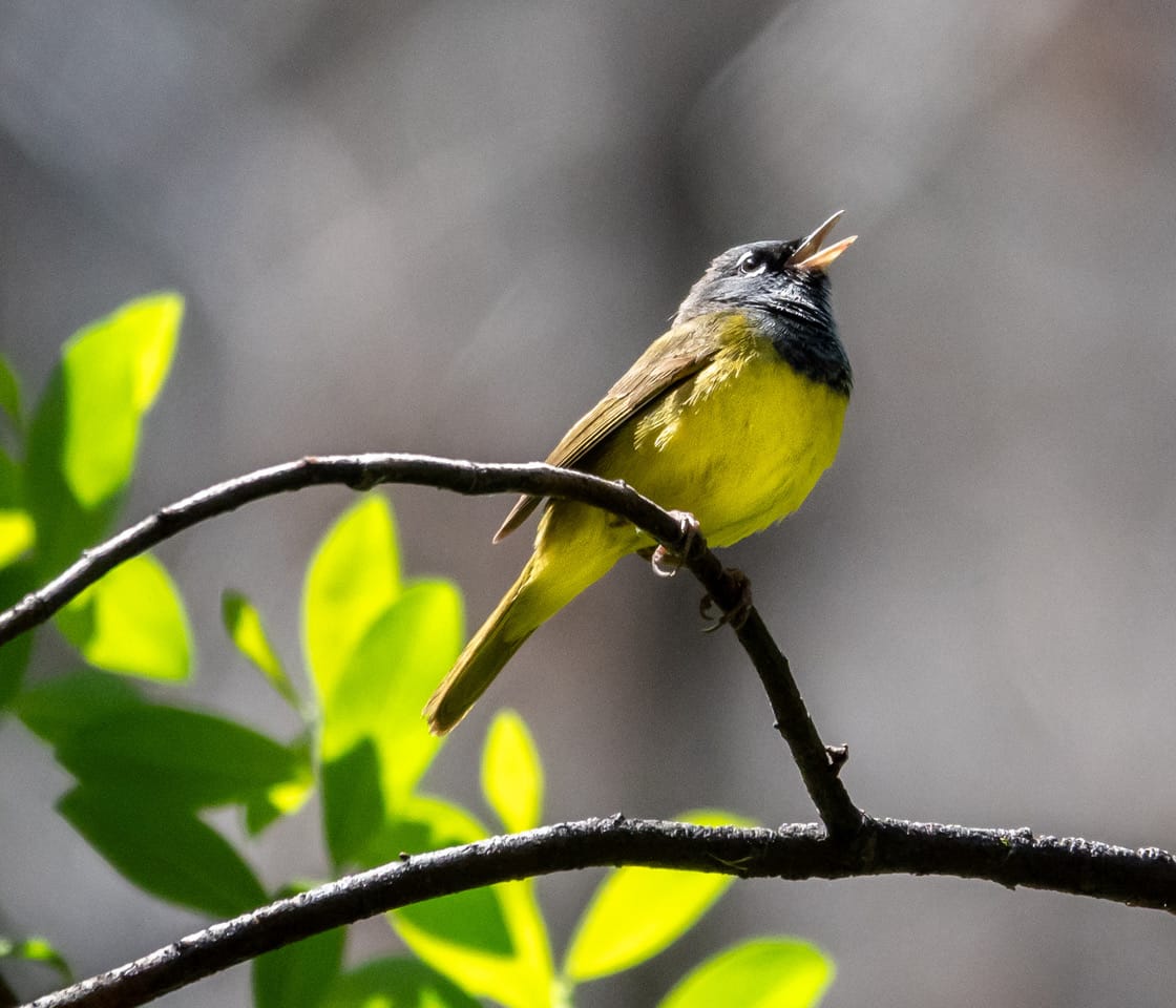 macgillivray's warbler