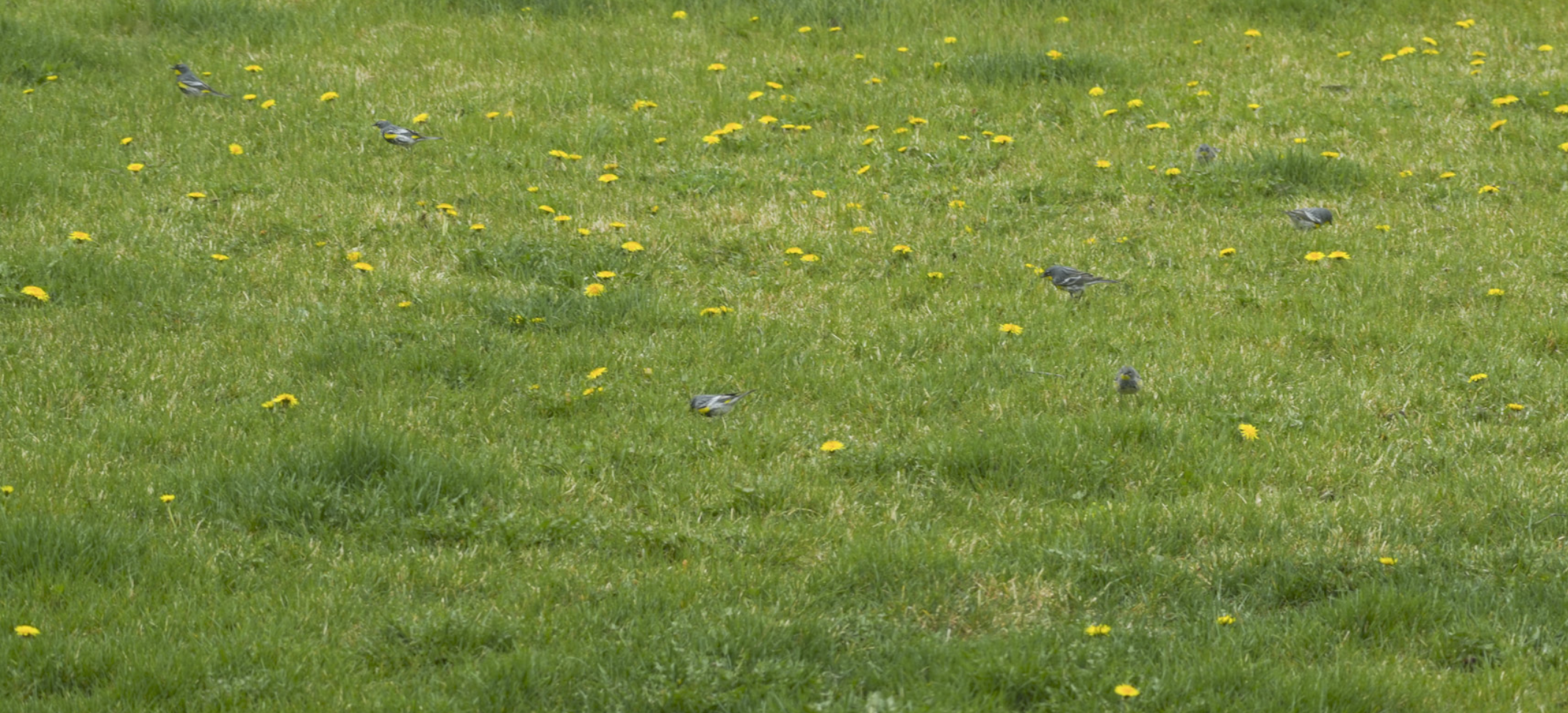 yellow-rumped warblers