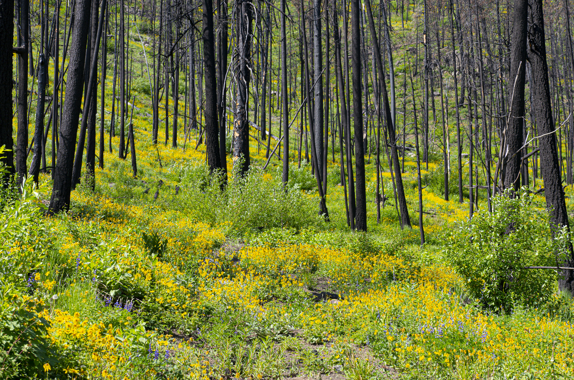 flowers after a forest fire