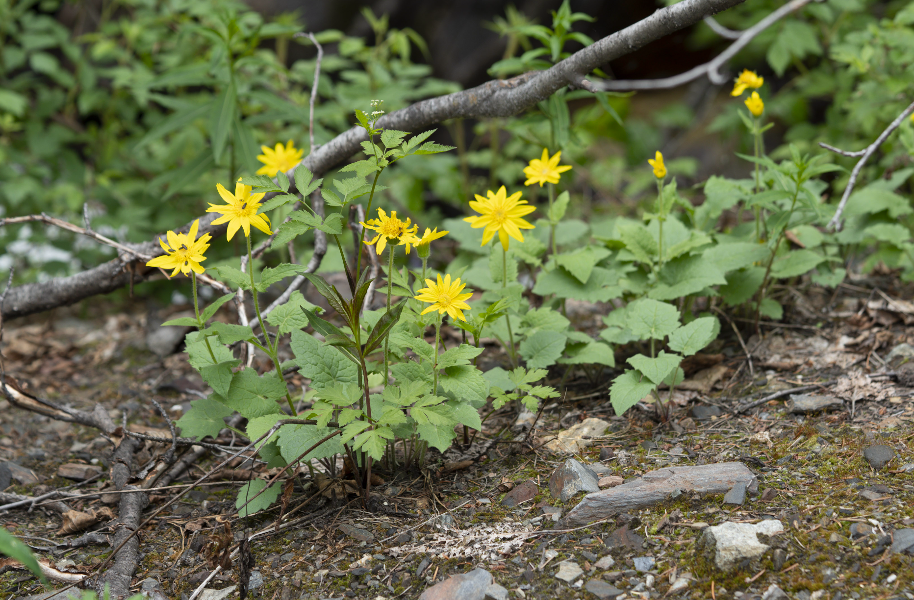 arnica flowers