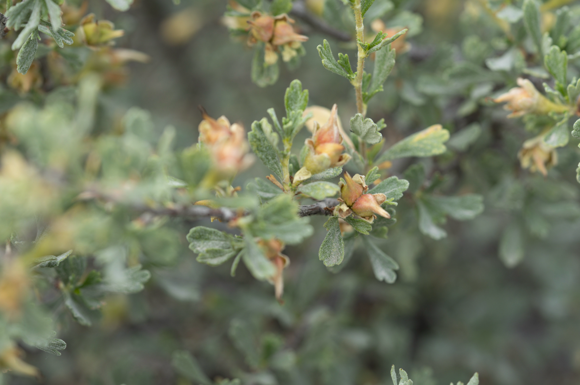 bitterbrush seeds