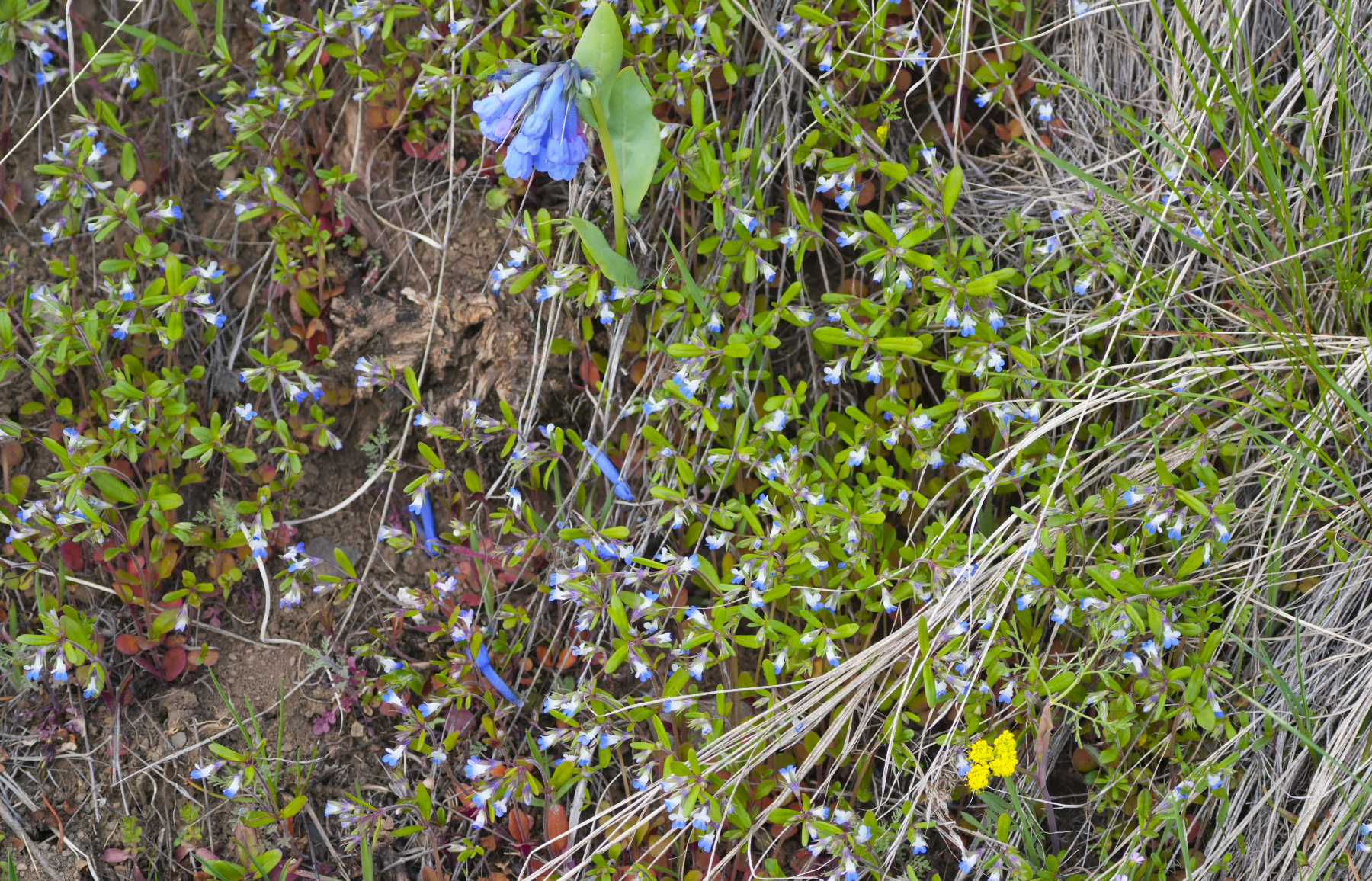 small flowers