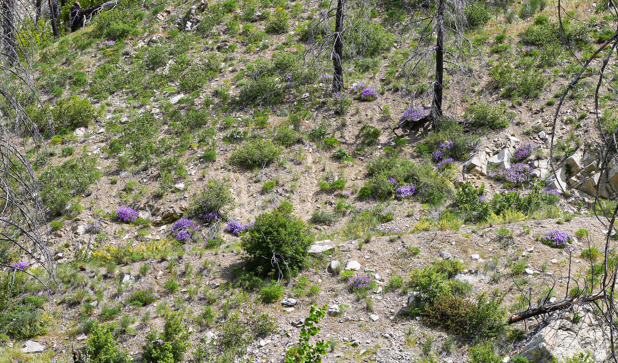 shrubby penstemon
