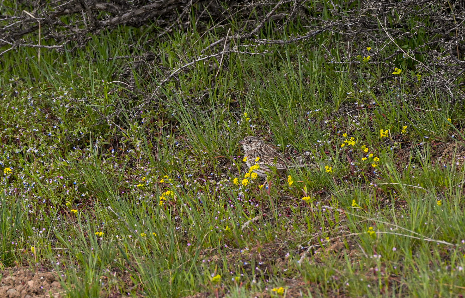 vesper sparrow