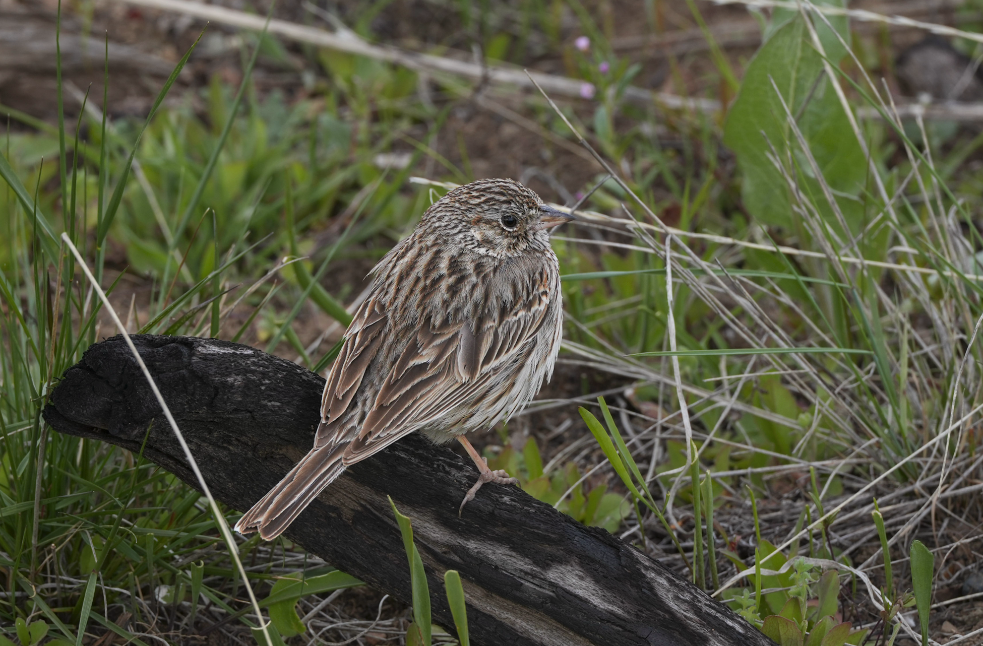 vesper sparrow