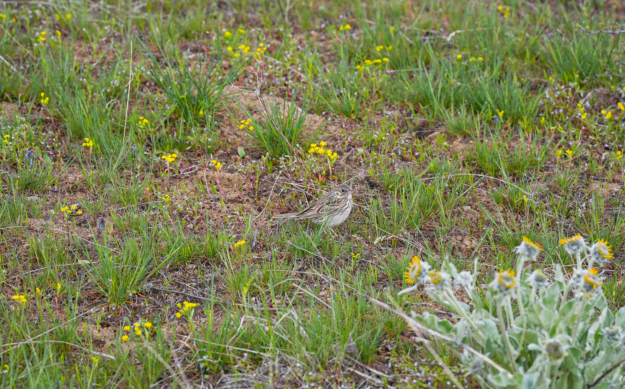 vesper sparrow
