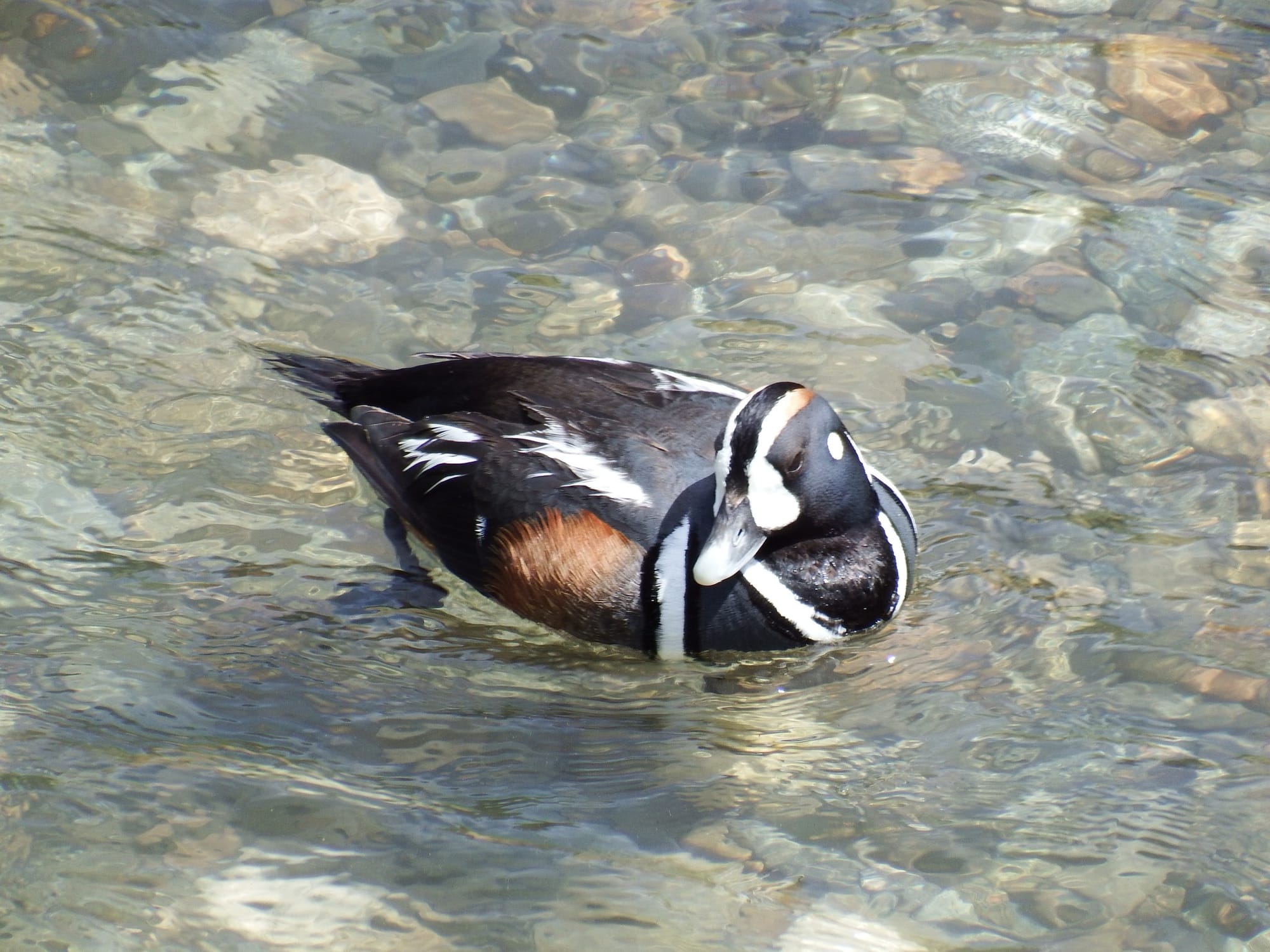 harlequin duck