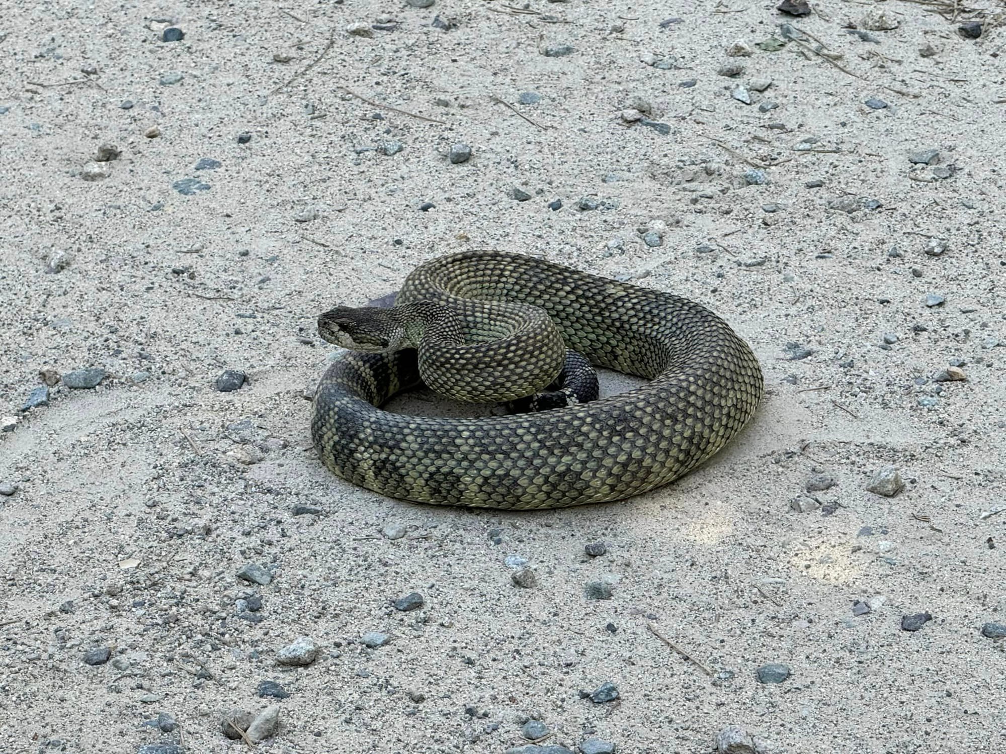 rattlesnake