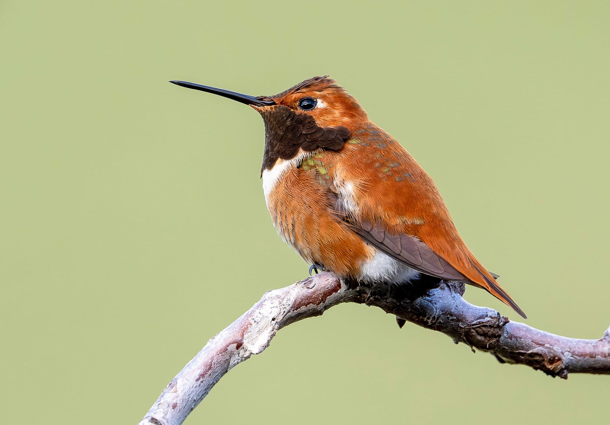 male rufous hummingbird