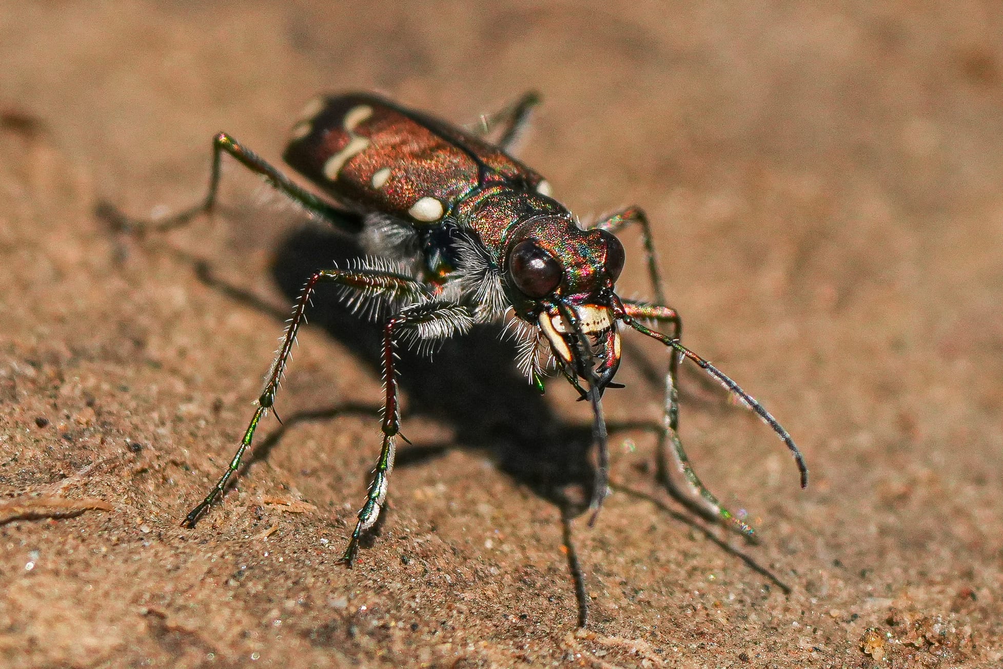 tiger beetle