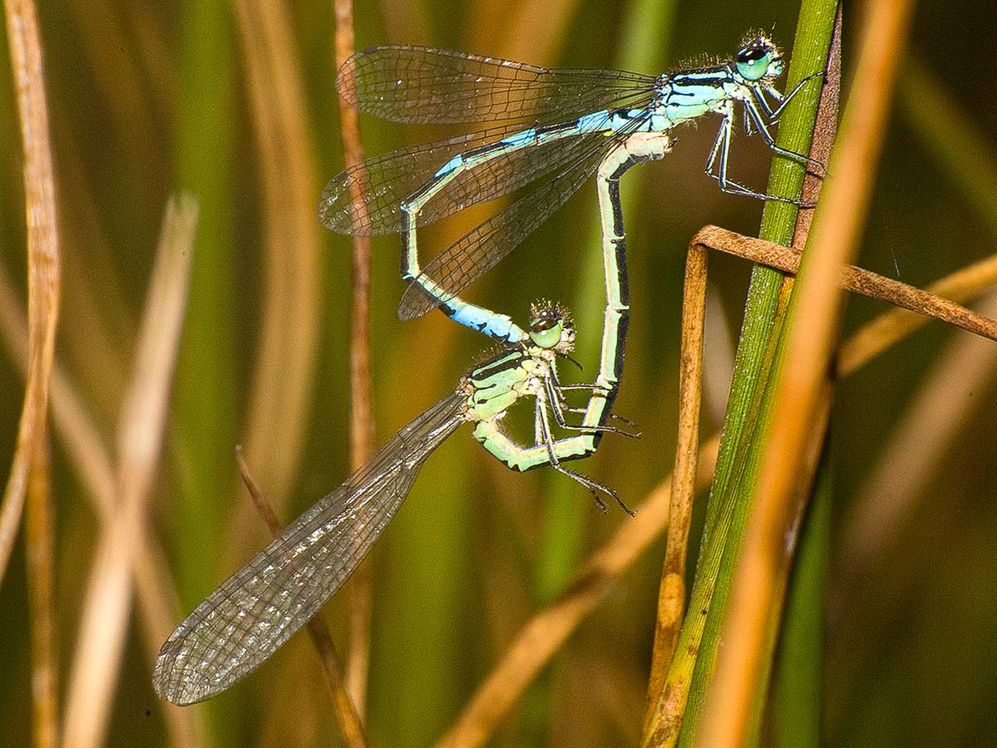 taiga bluet pair