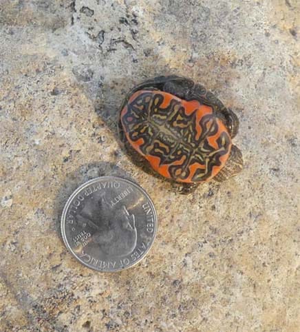 baby turtle