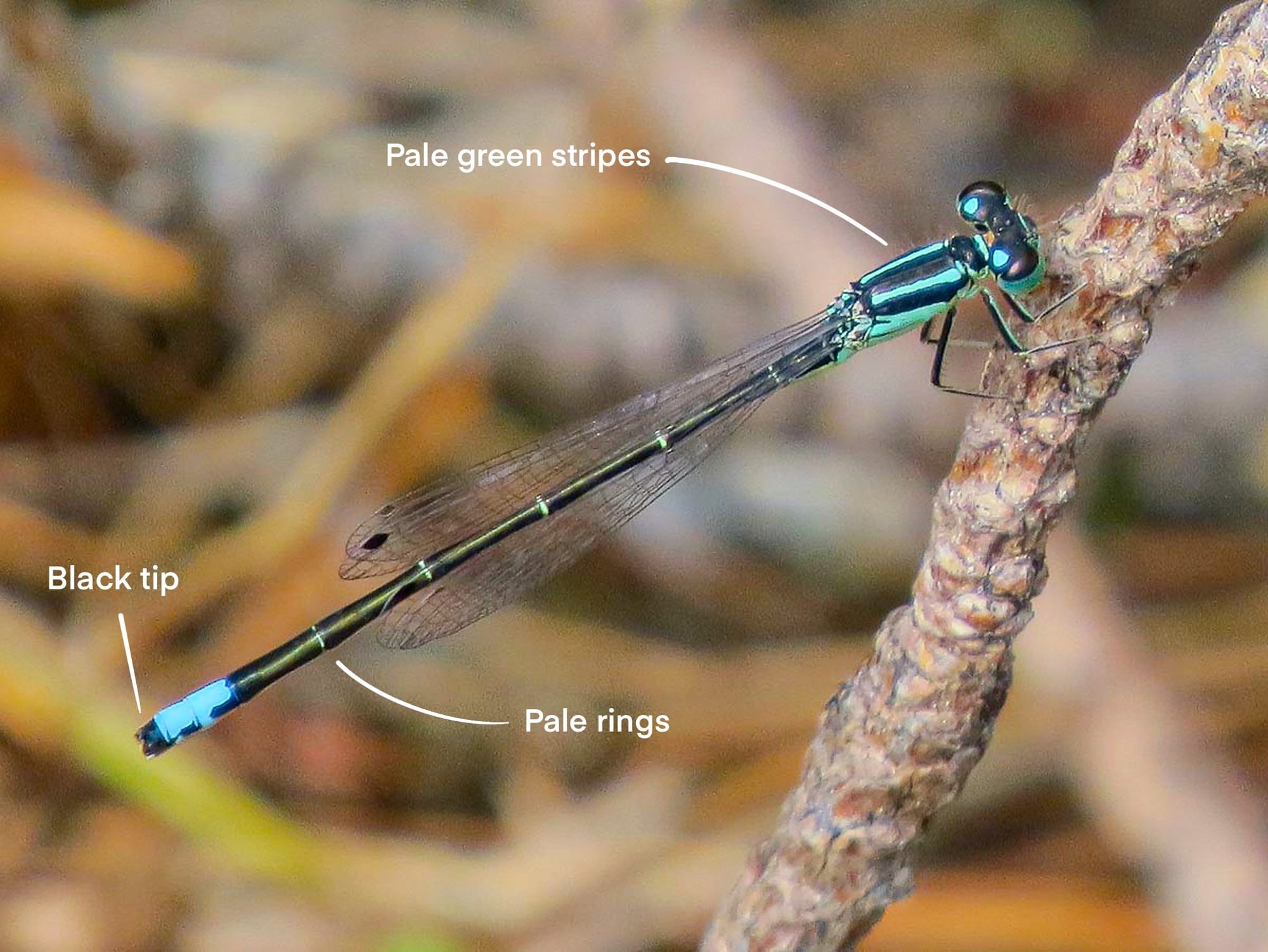 Western Forktail 
