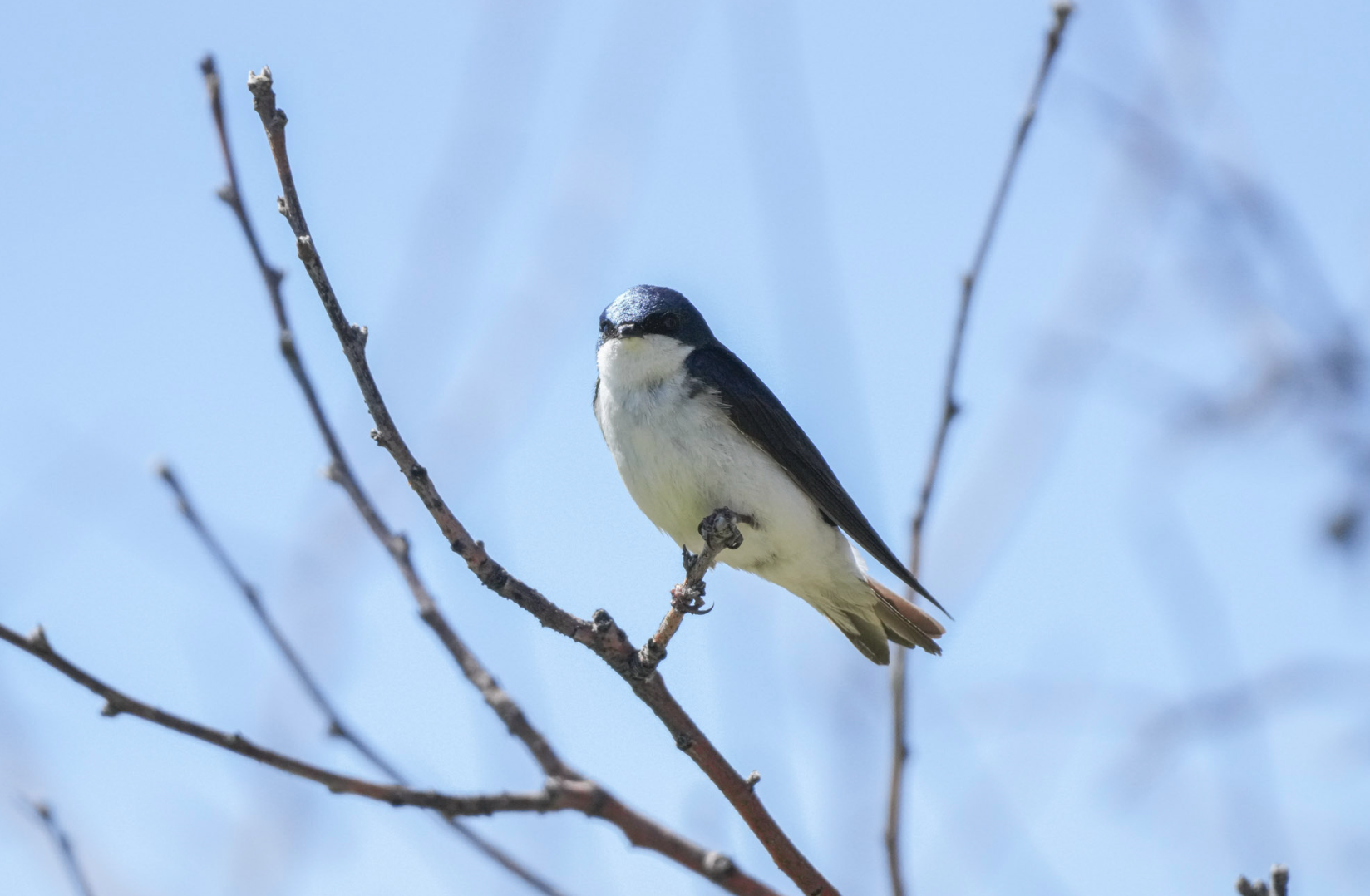 tree swallow