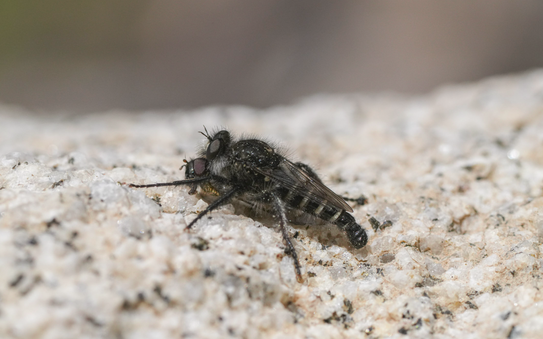 robber fly
