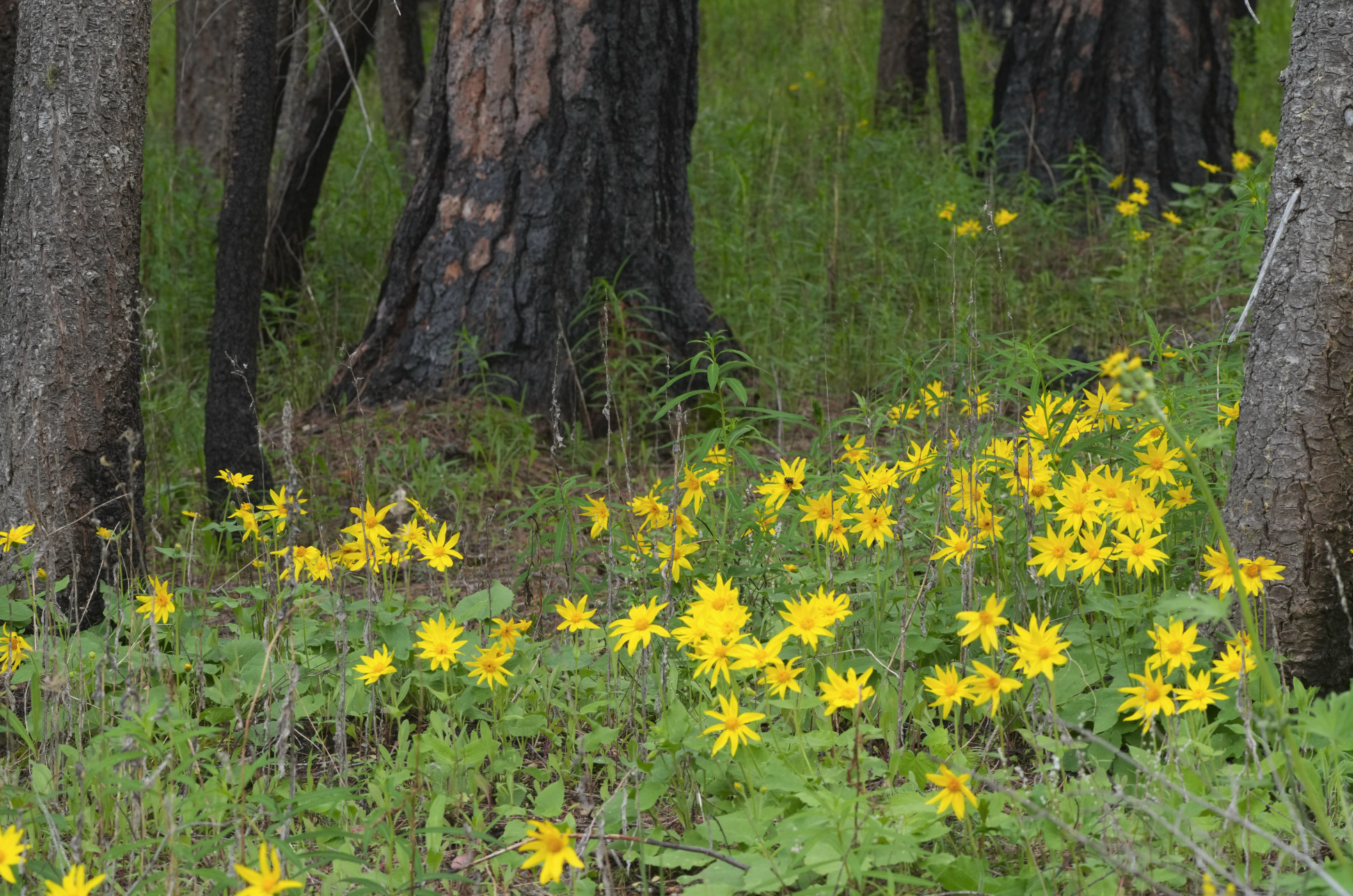 arnica