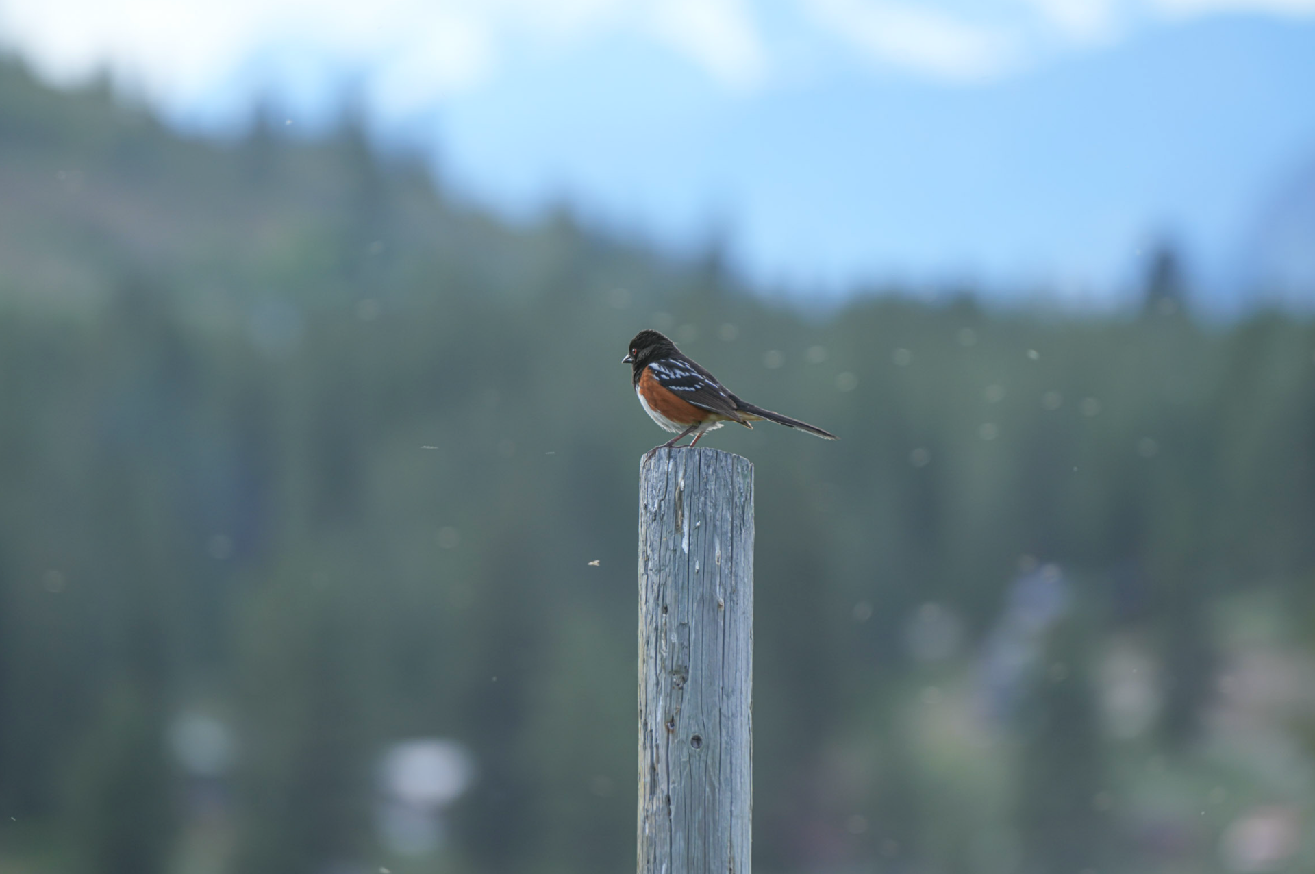 spotted towhee