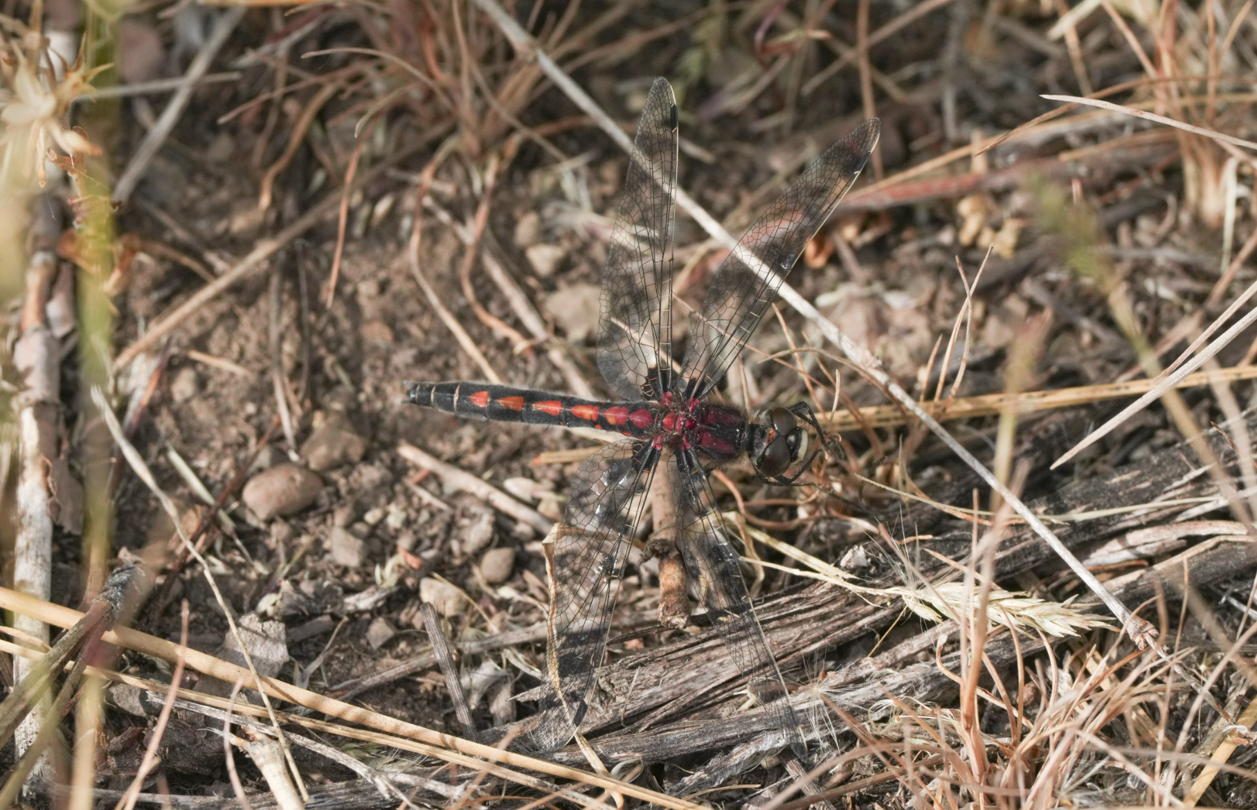 belted whiteface