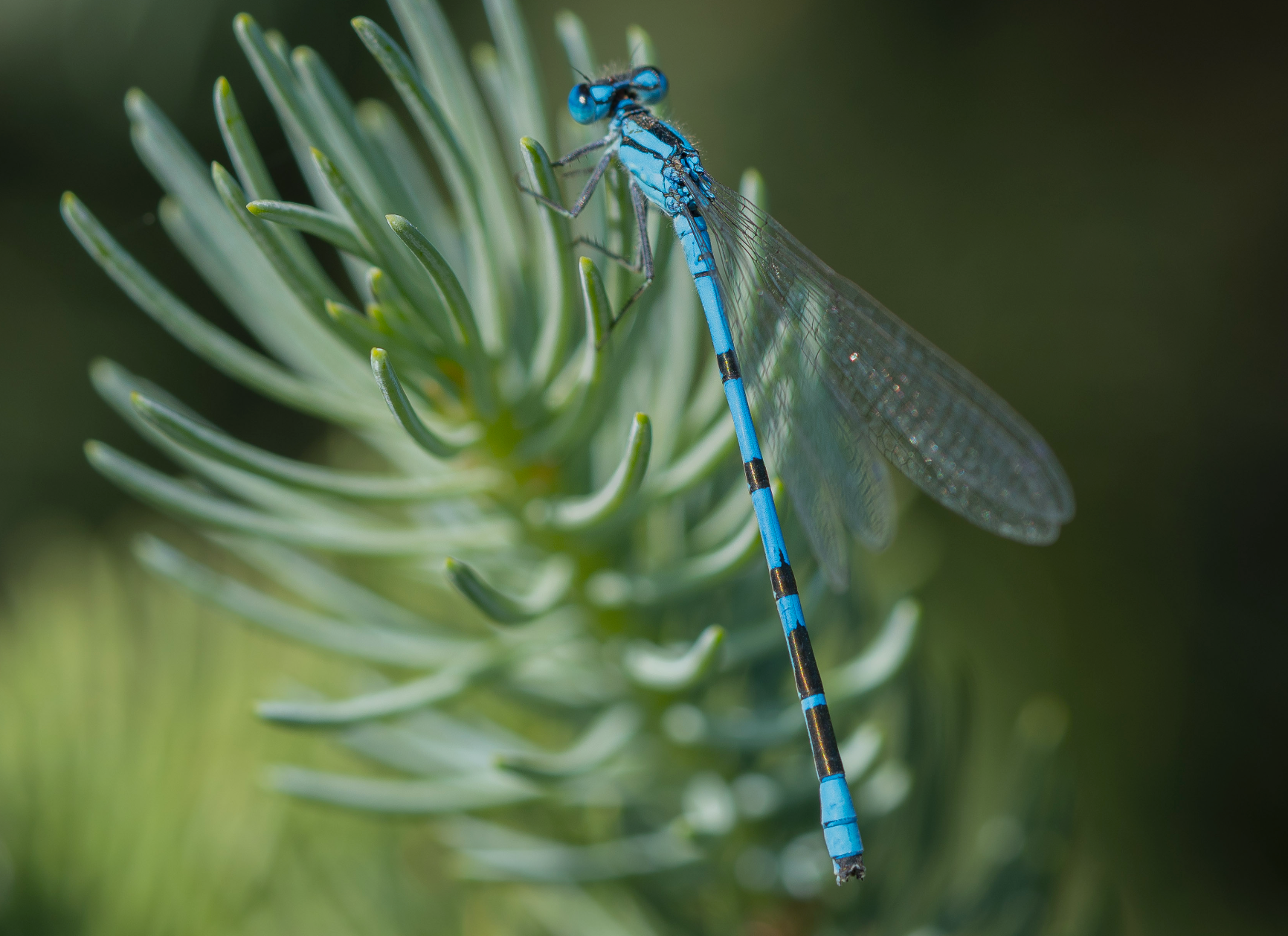 damselfly