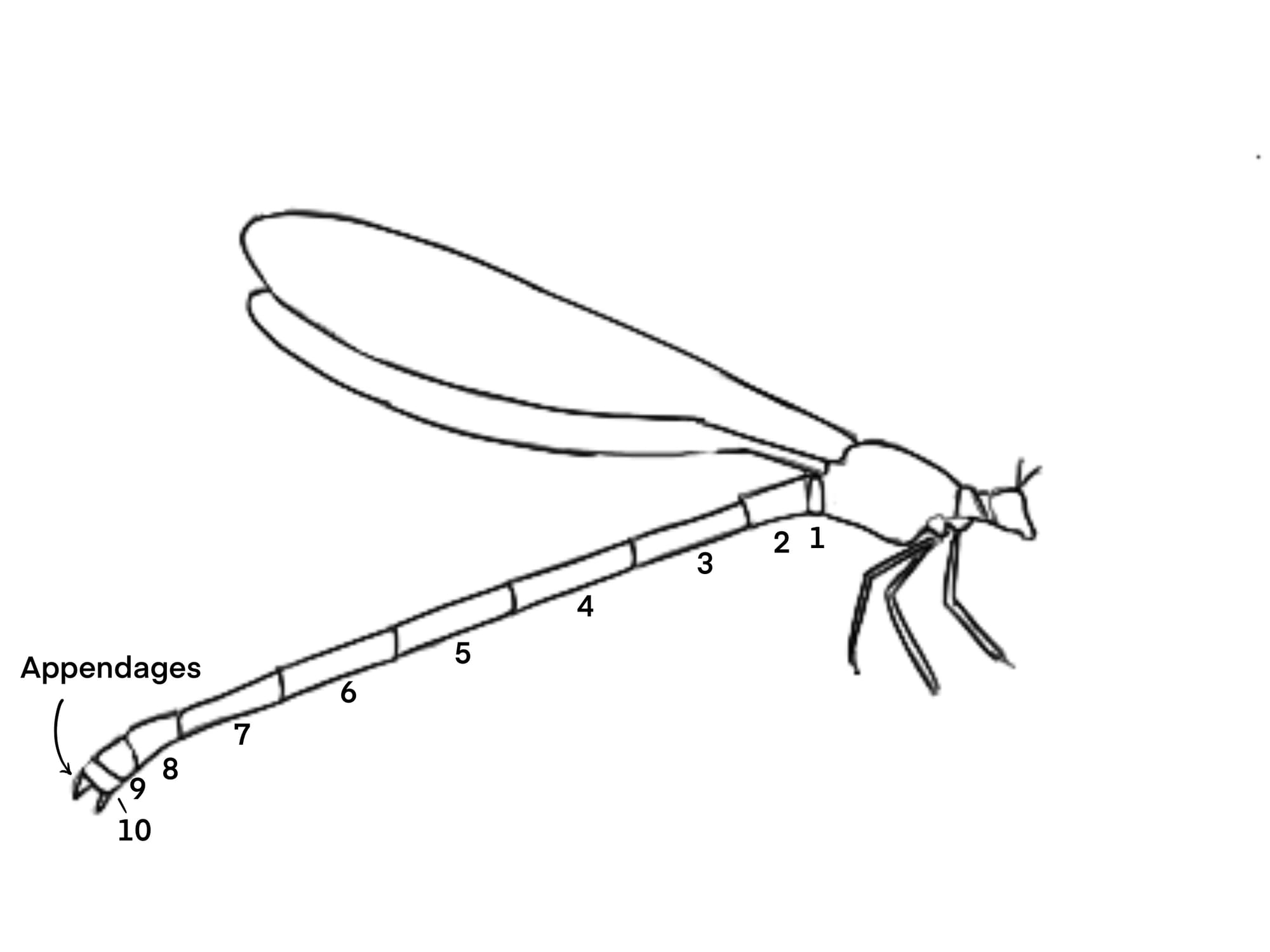 damselfly segments