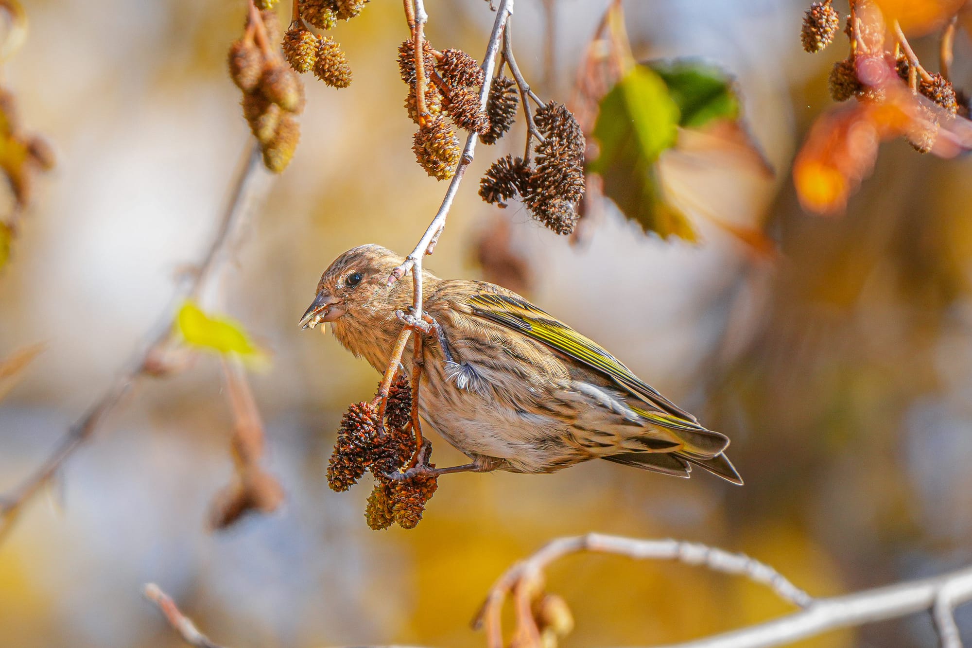 pine siskin
