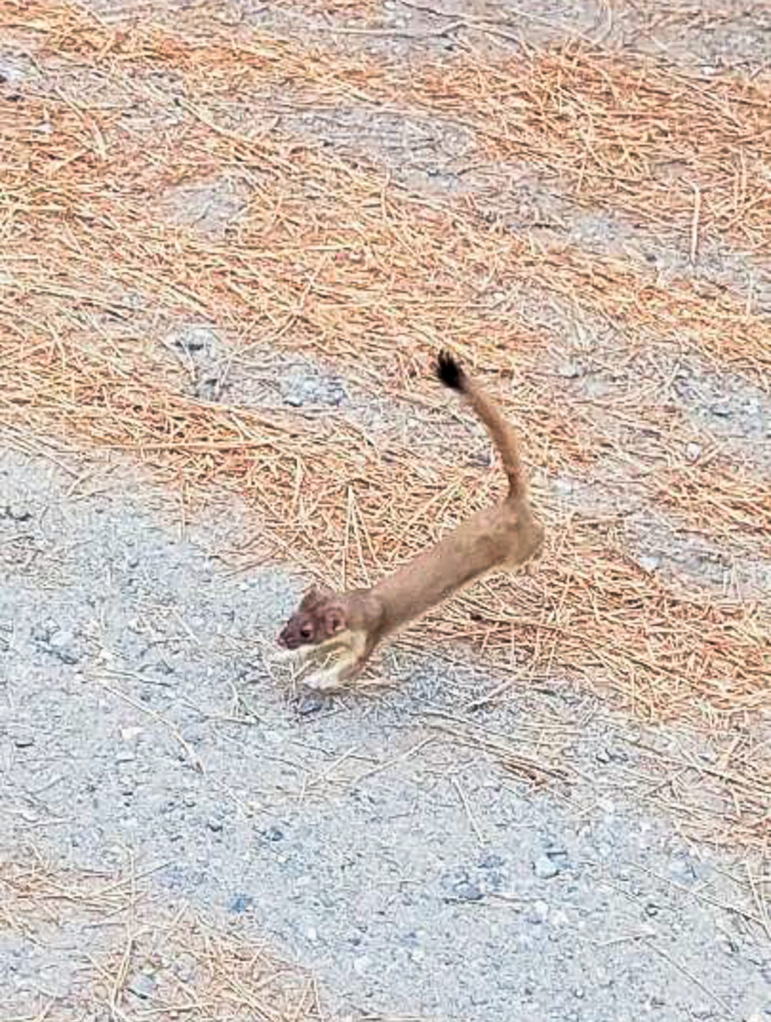 long-tailed weasel