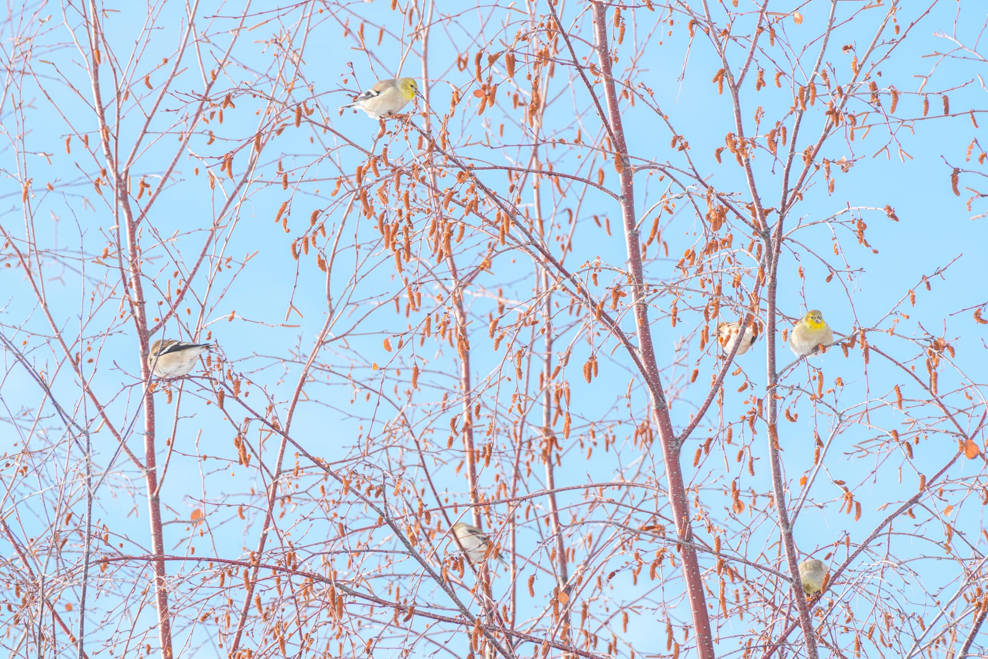 goldfinches in birch trees