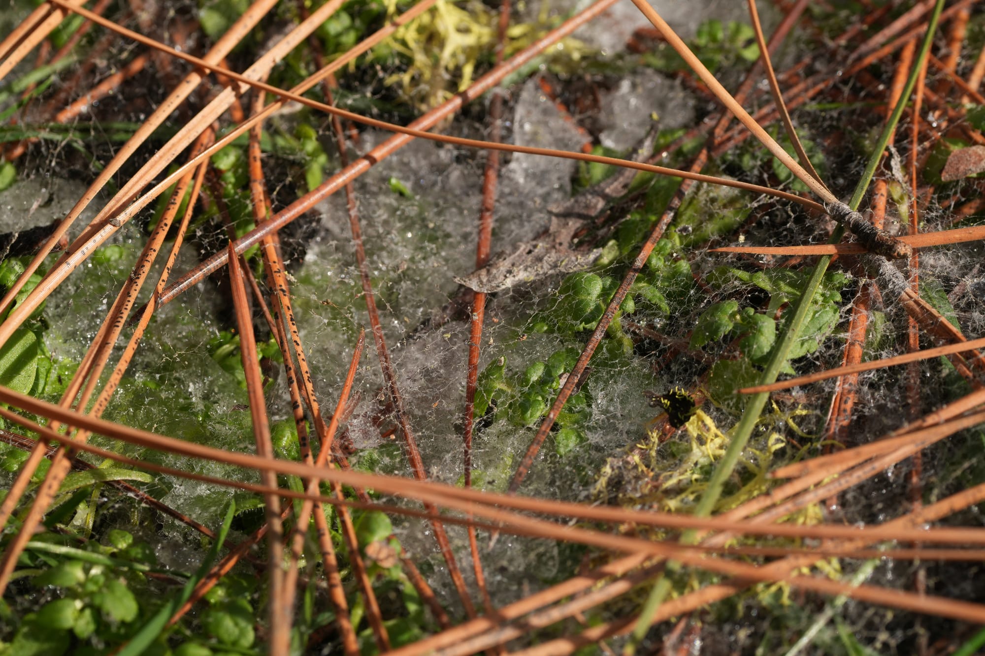 snow mold