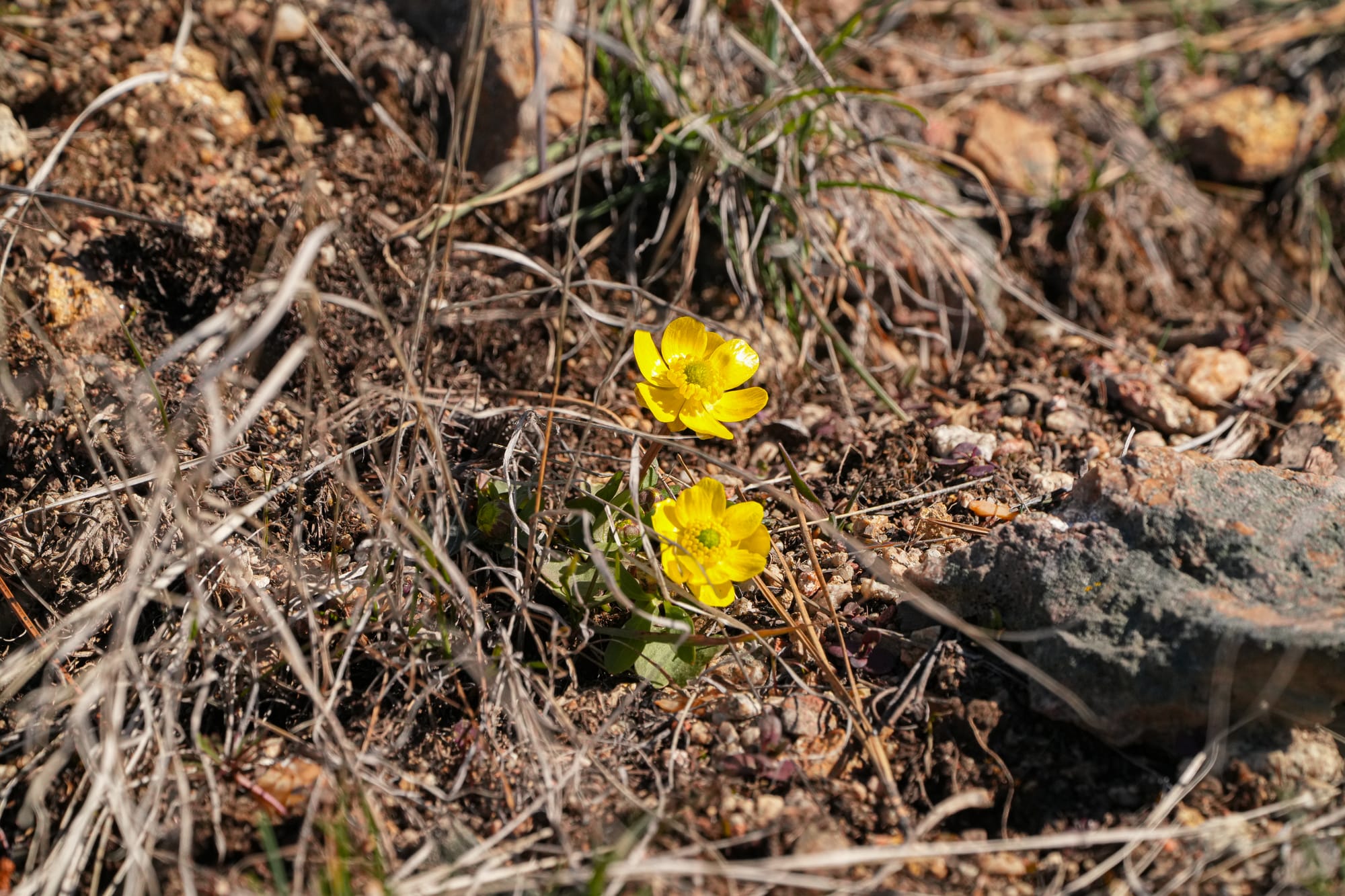 sagebrush buttercup