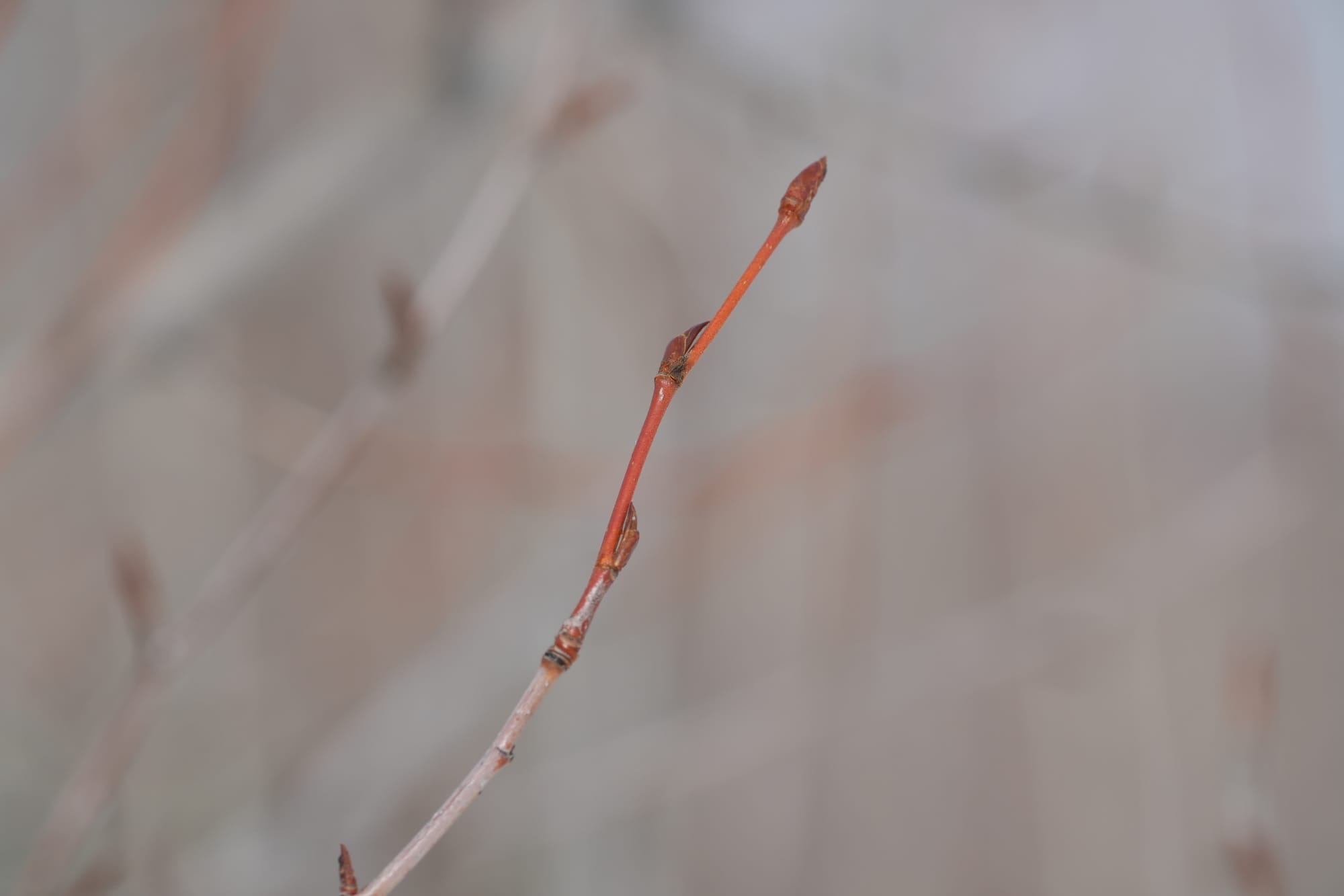 new leaf buds