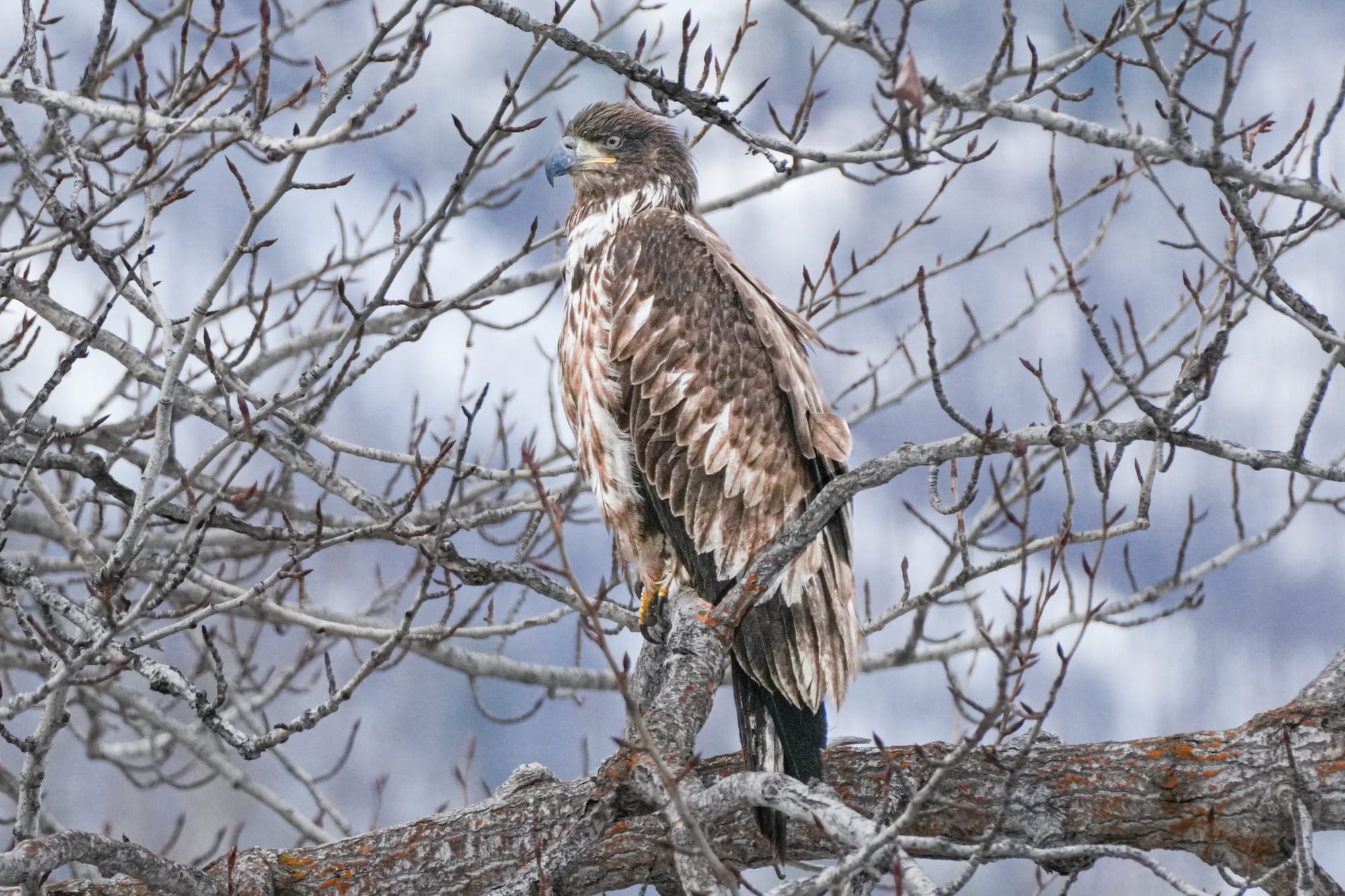 juvenile bald eagle
