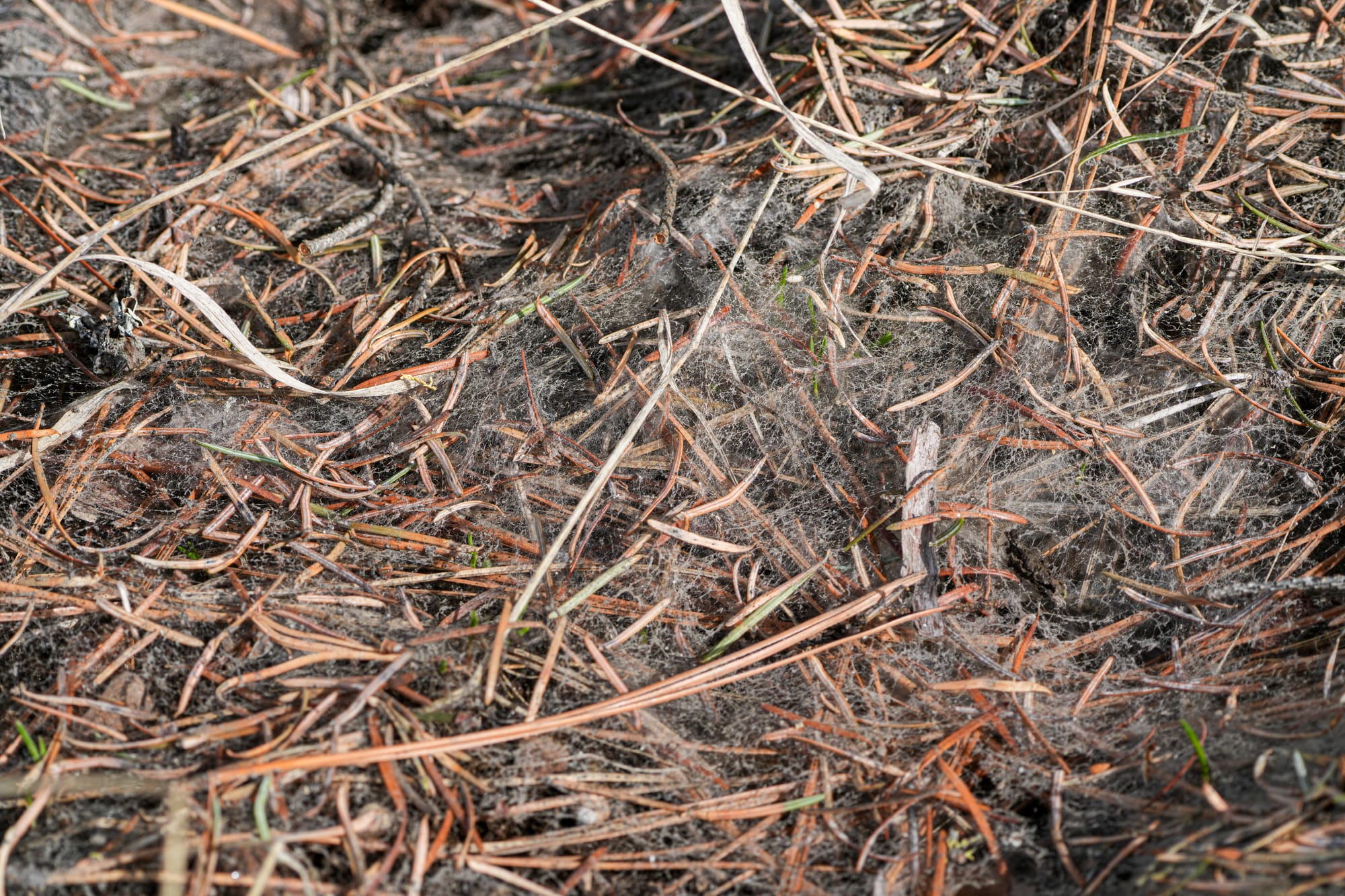snow mold