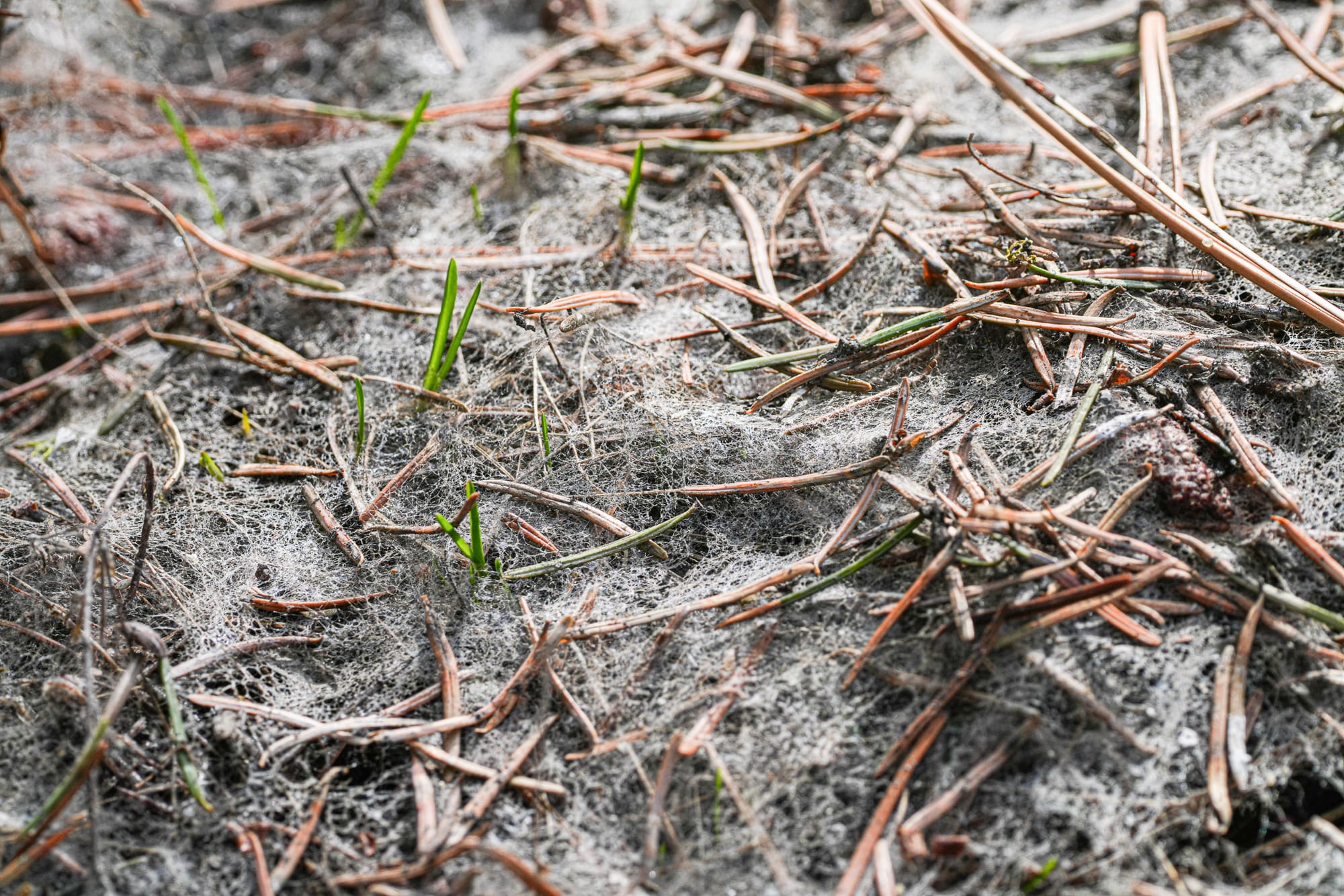 snow mold