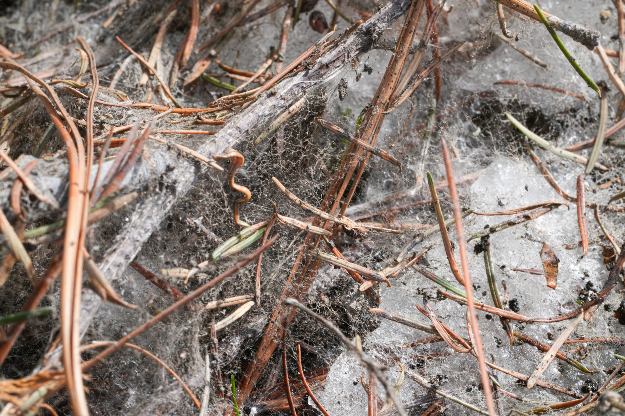 snow mold