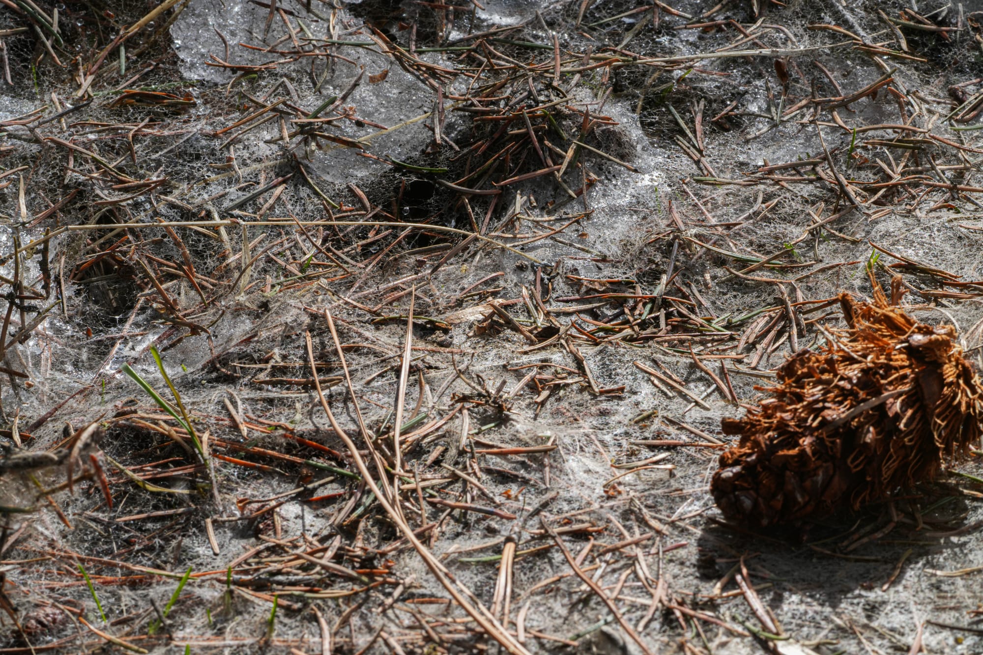 snow mold and Douglas-fir needles