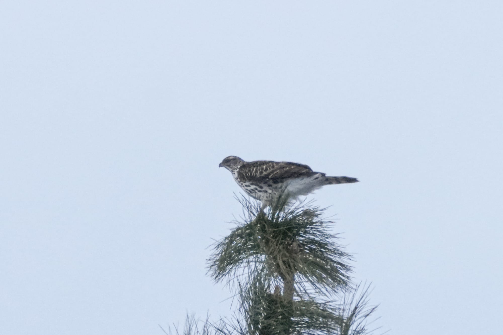 juvenile northern goshawk
