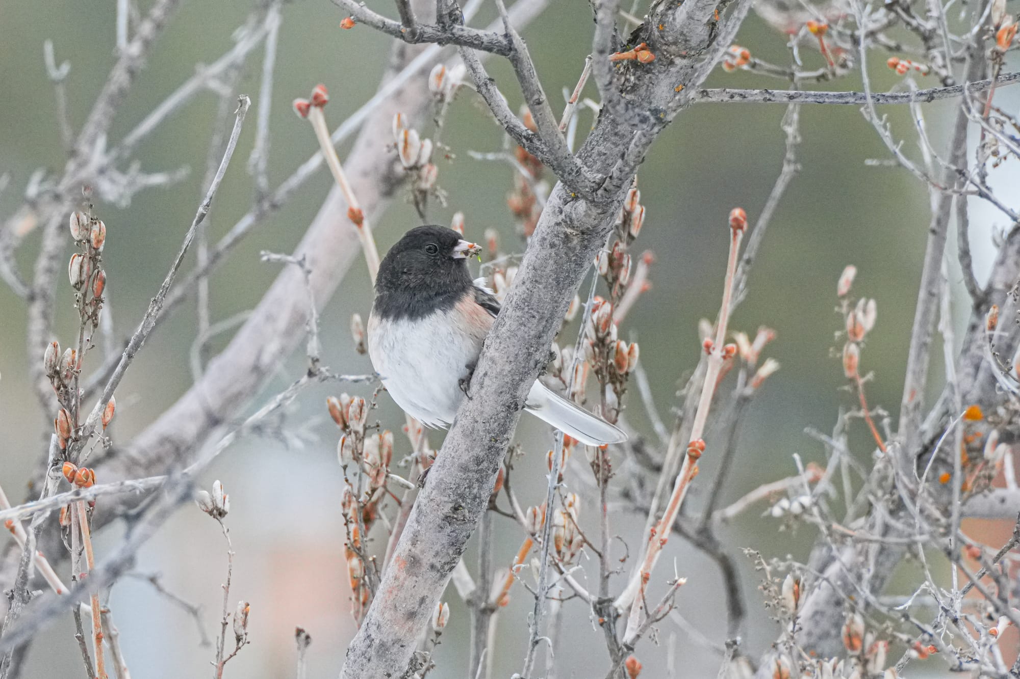 dark-eyed juncos