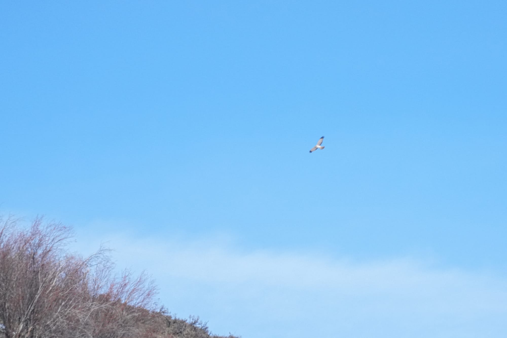 male northern harrier