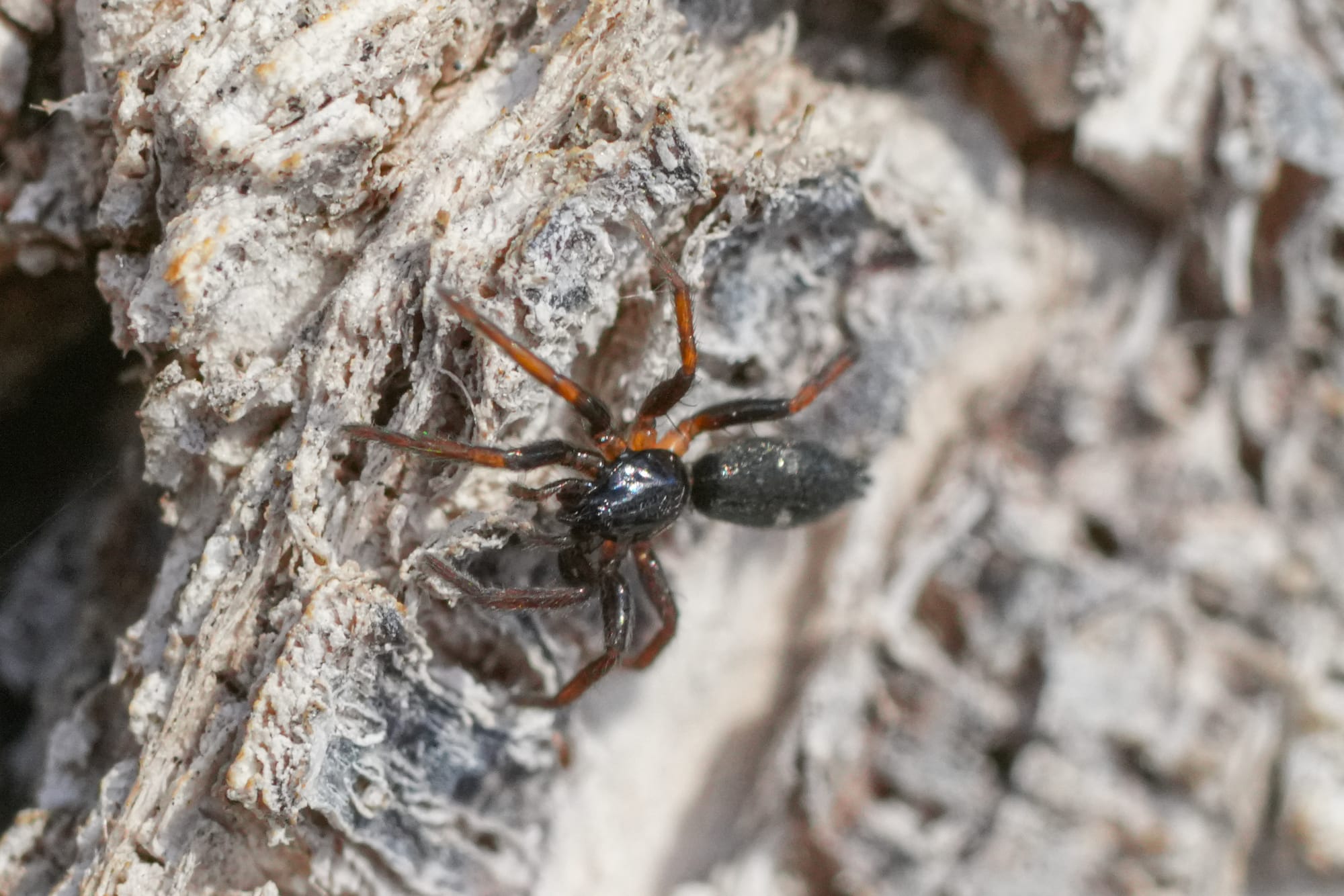 spider