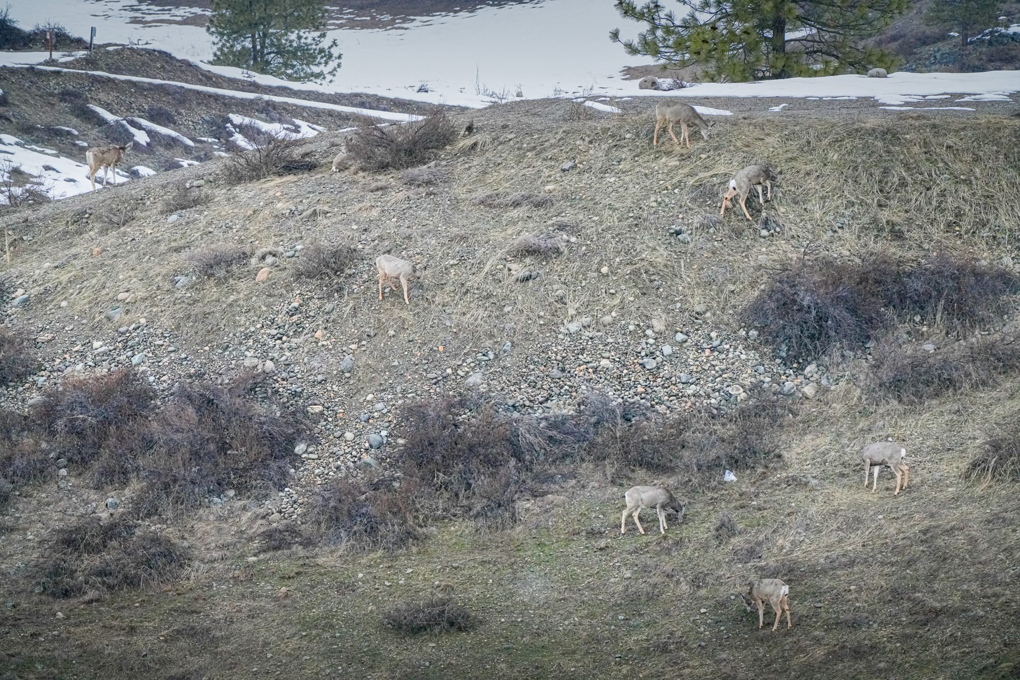 mule deer